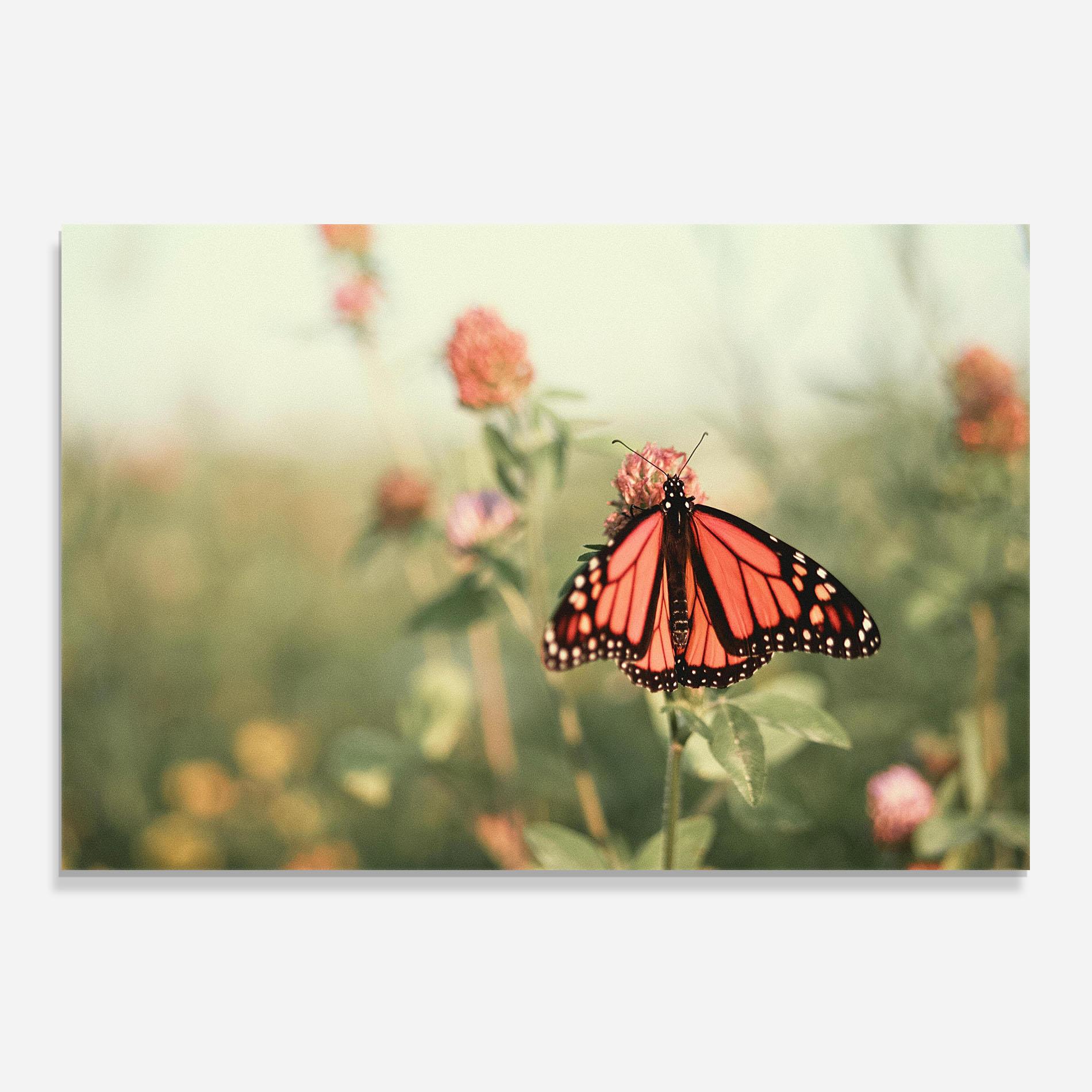 Küchenrückwand Glas Light Red Butterfly mockup 0