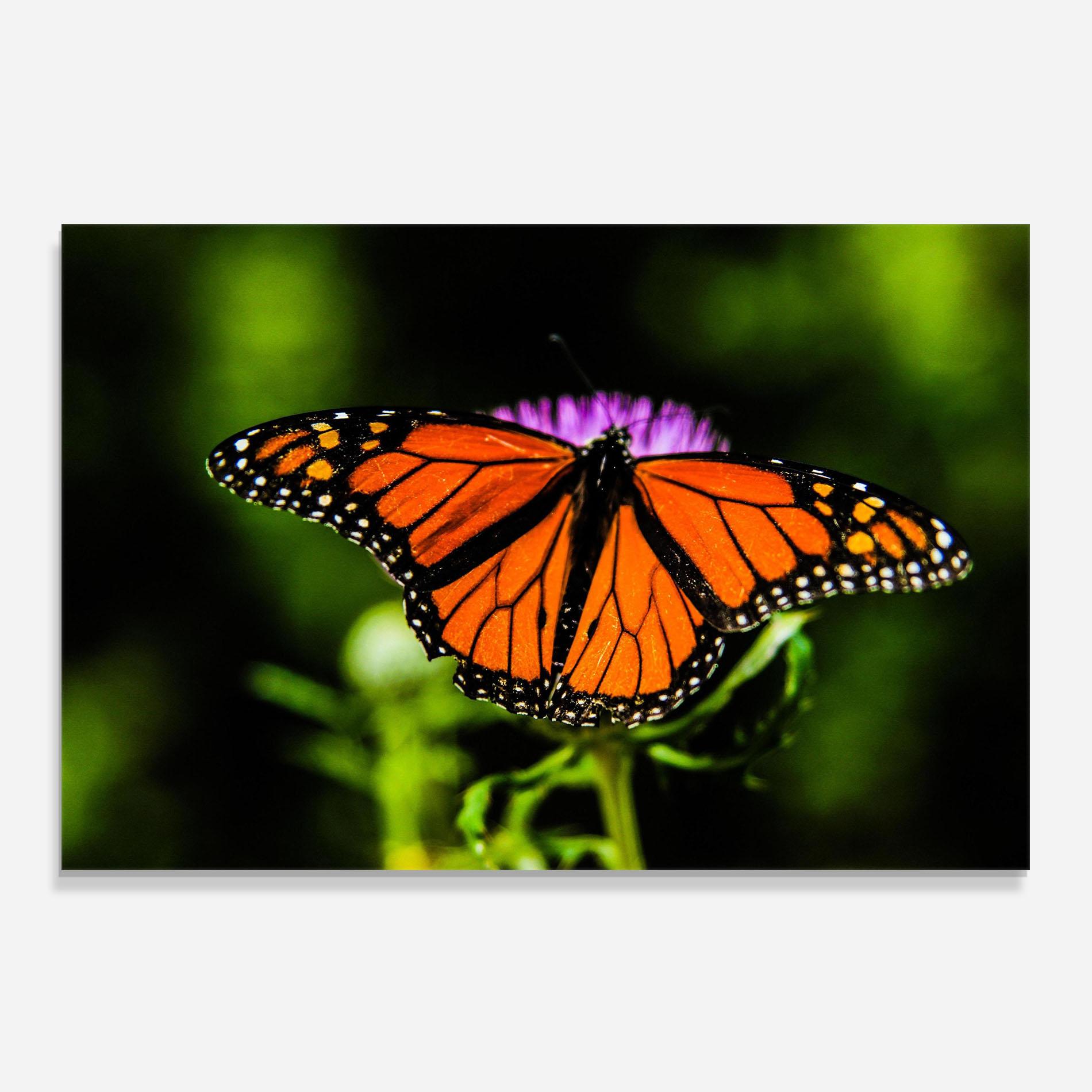 Küchenrückwand Glas Orange Open Butterfly mockup 0