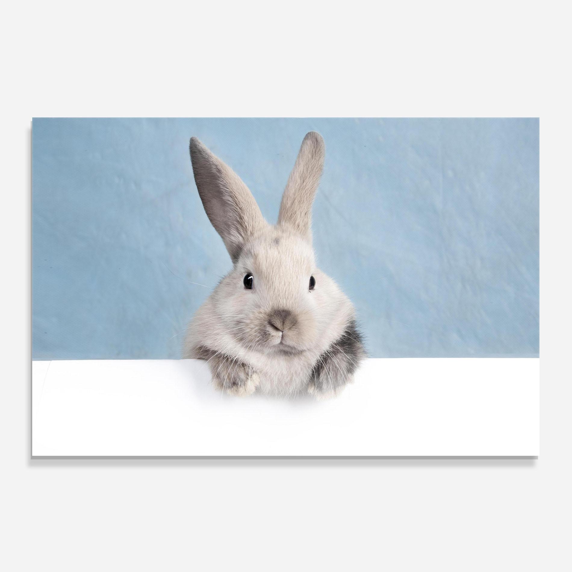 Küchenrückwand Glas Cream Bunny mockup 0