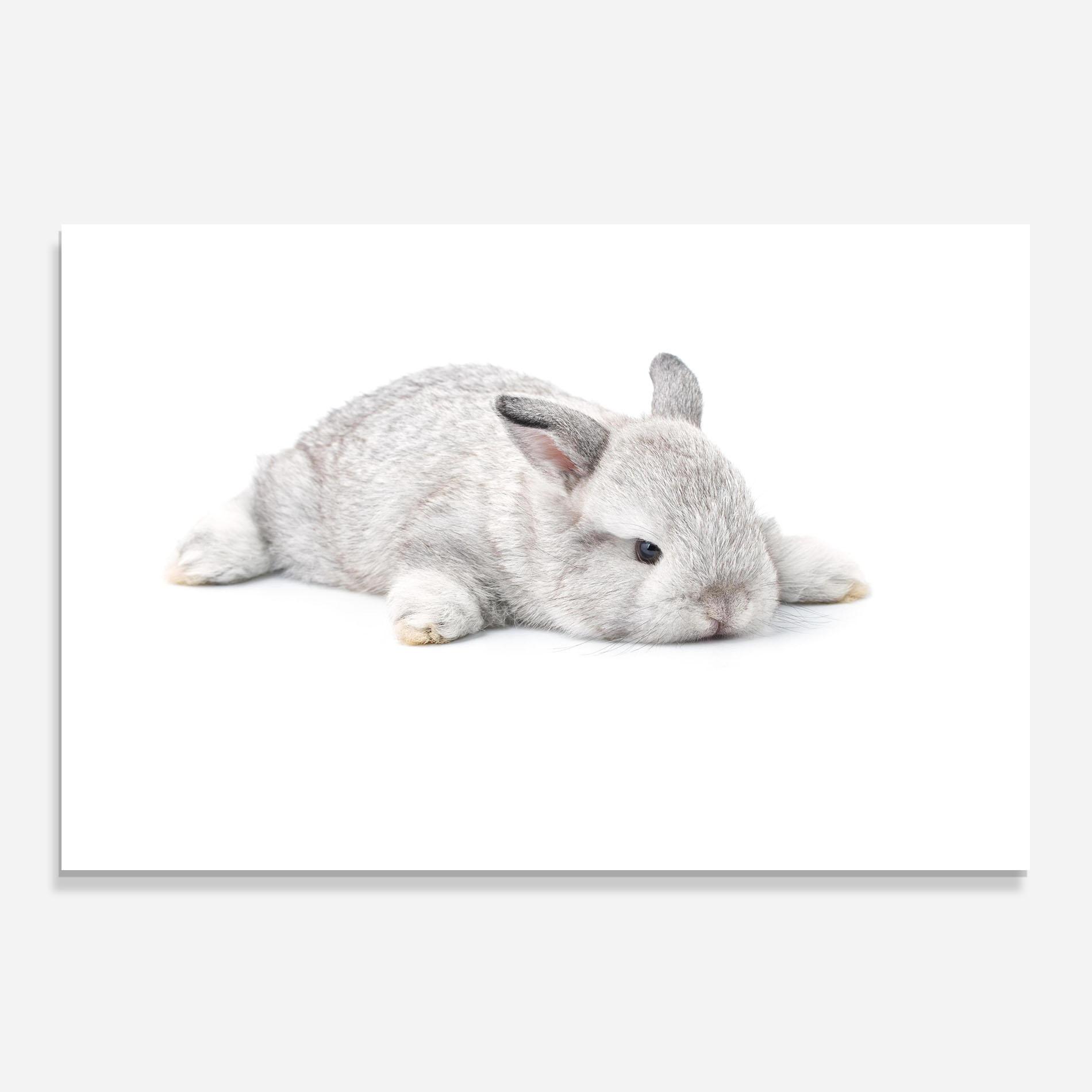 Küchenrückwand Glas Light Gray Bunny Sleeping mockup 0