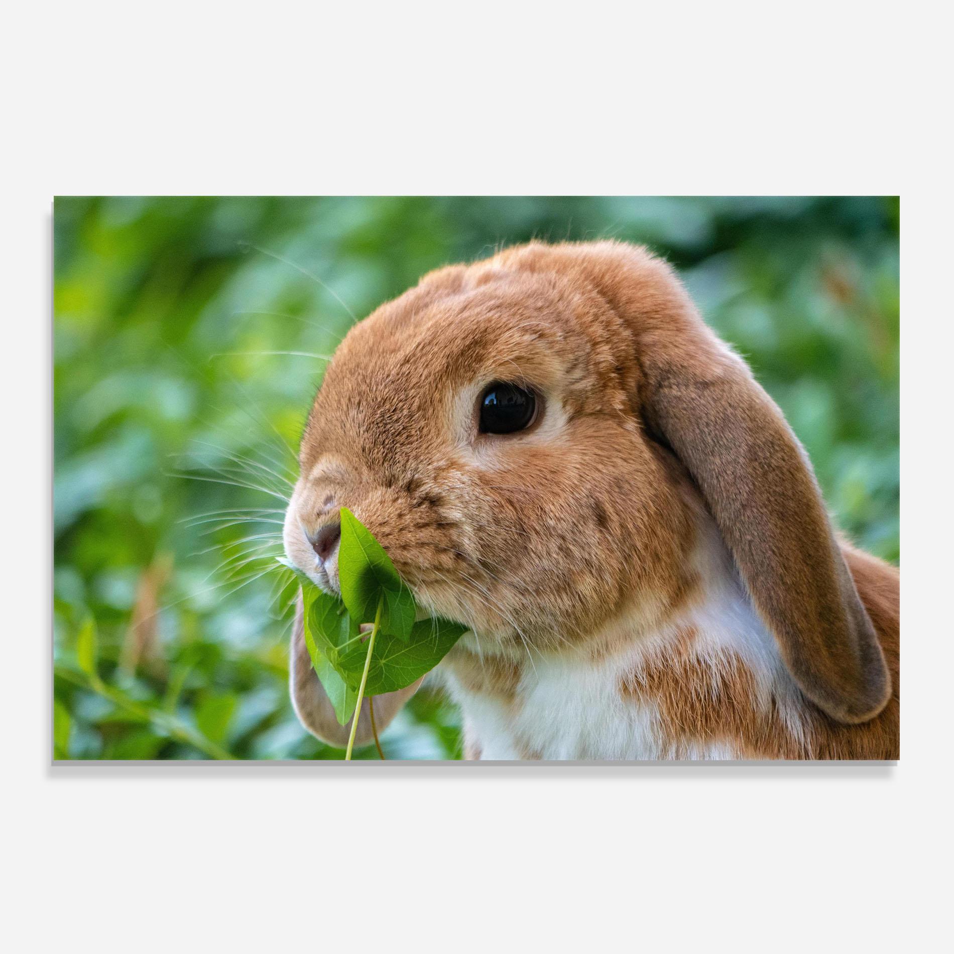 Küchenrückwand Glas Orange Bunny Eating mockup 0