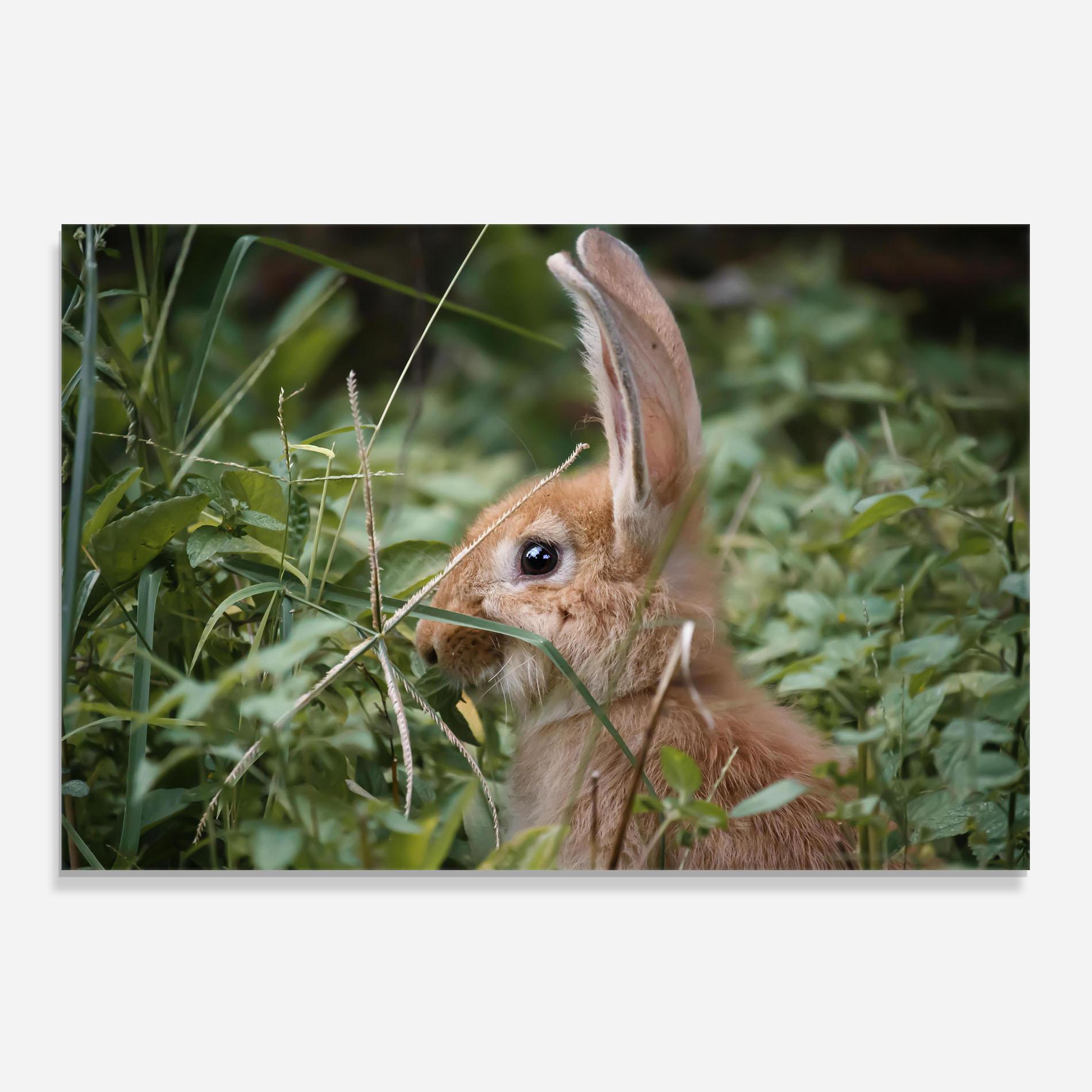 Küchenrückwand Glas Orange Bunny Hunting mockup 0