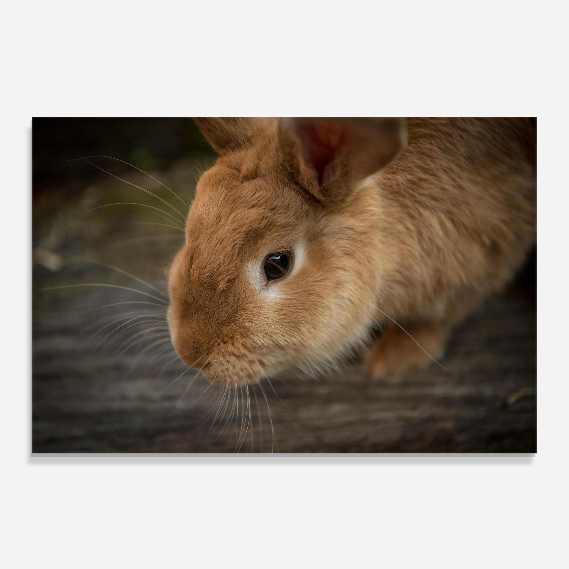 Küchenrückwand Glas Orange Bunny Looking mockup 0