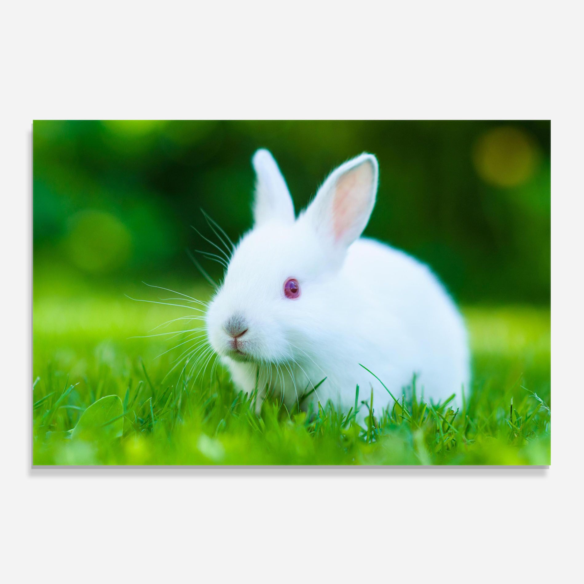 Red Eye Bunny mockup 0