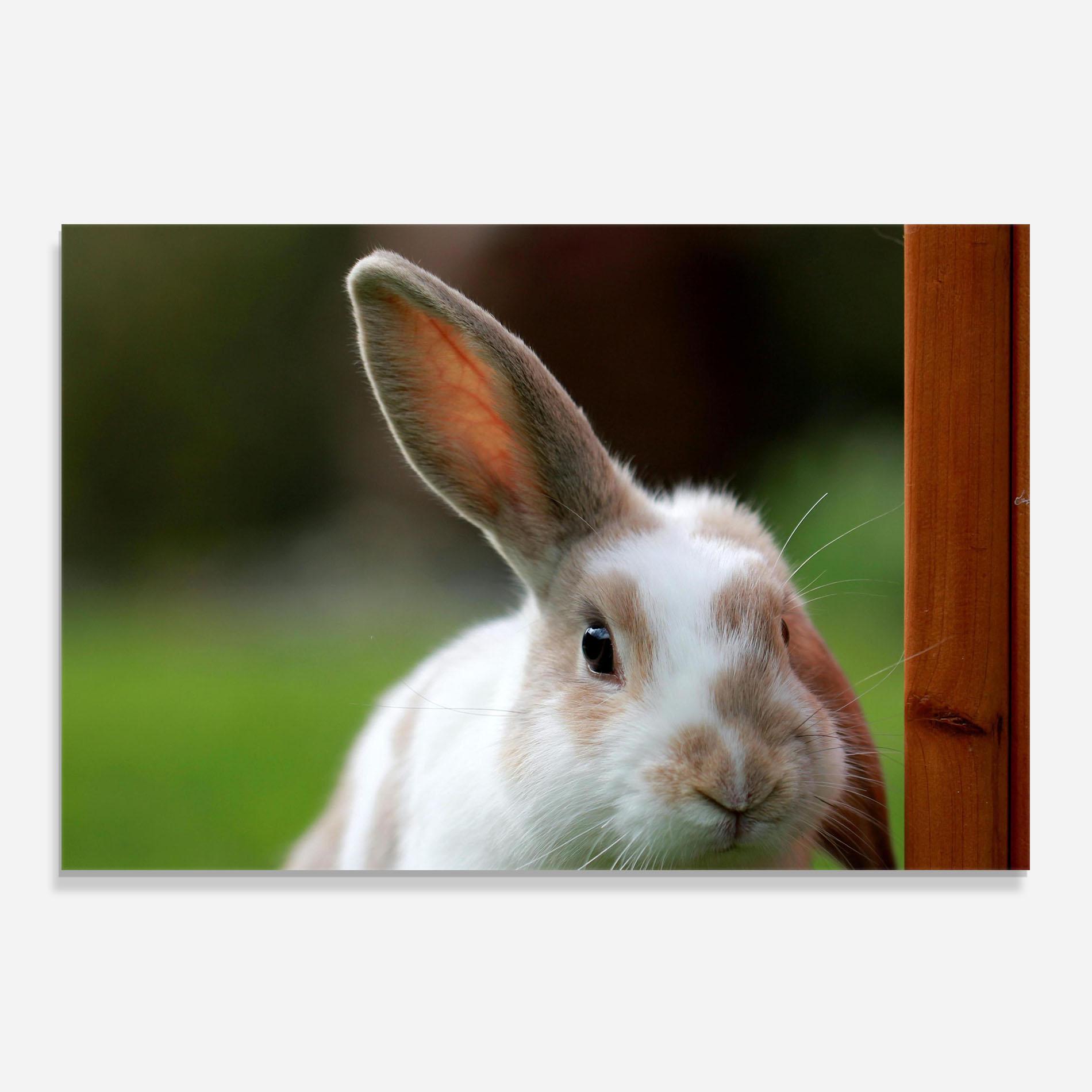 Küchenrückwand Glas Up Ear Bunny mockup 0