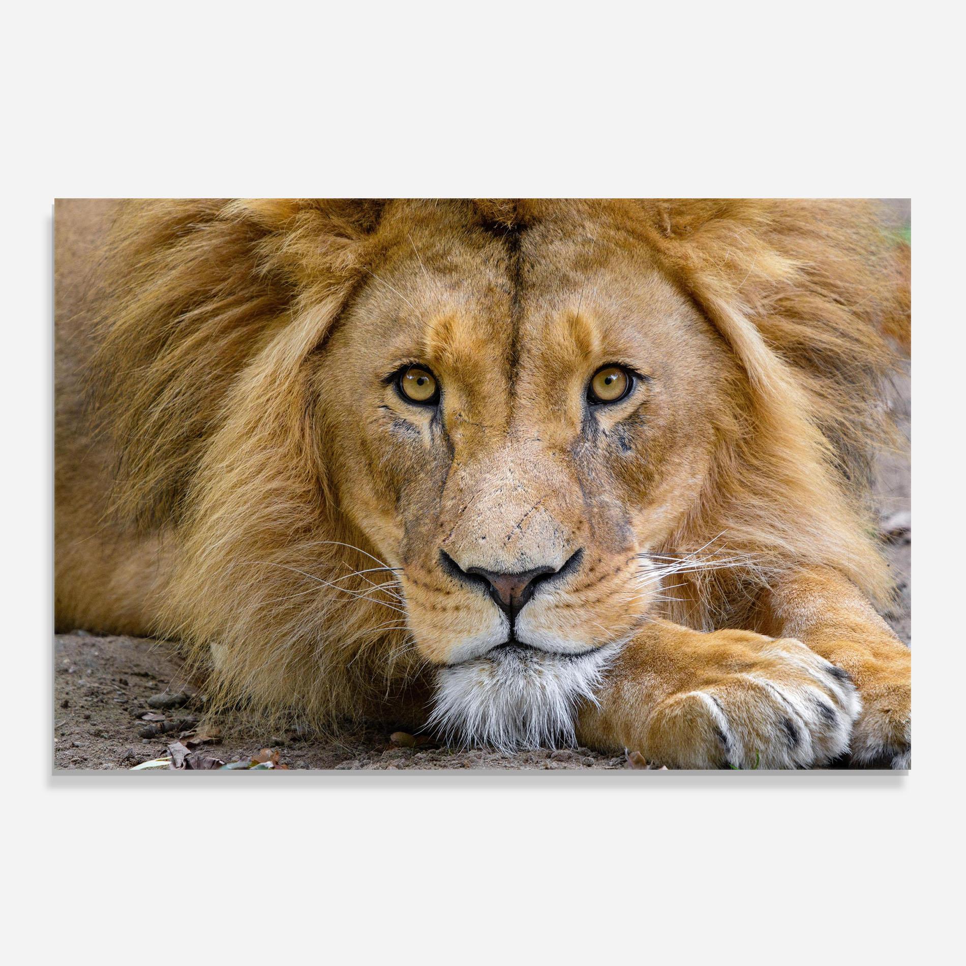 Küchenrückwand Glas Lion Looking mockup 0