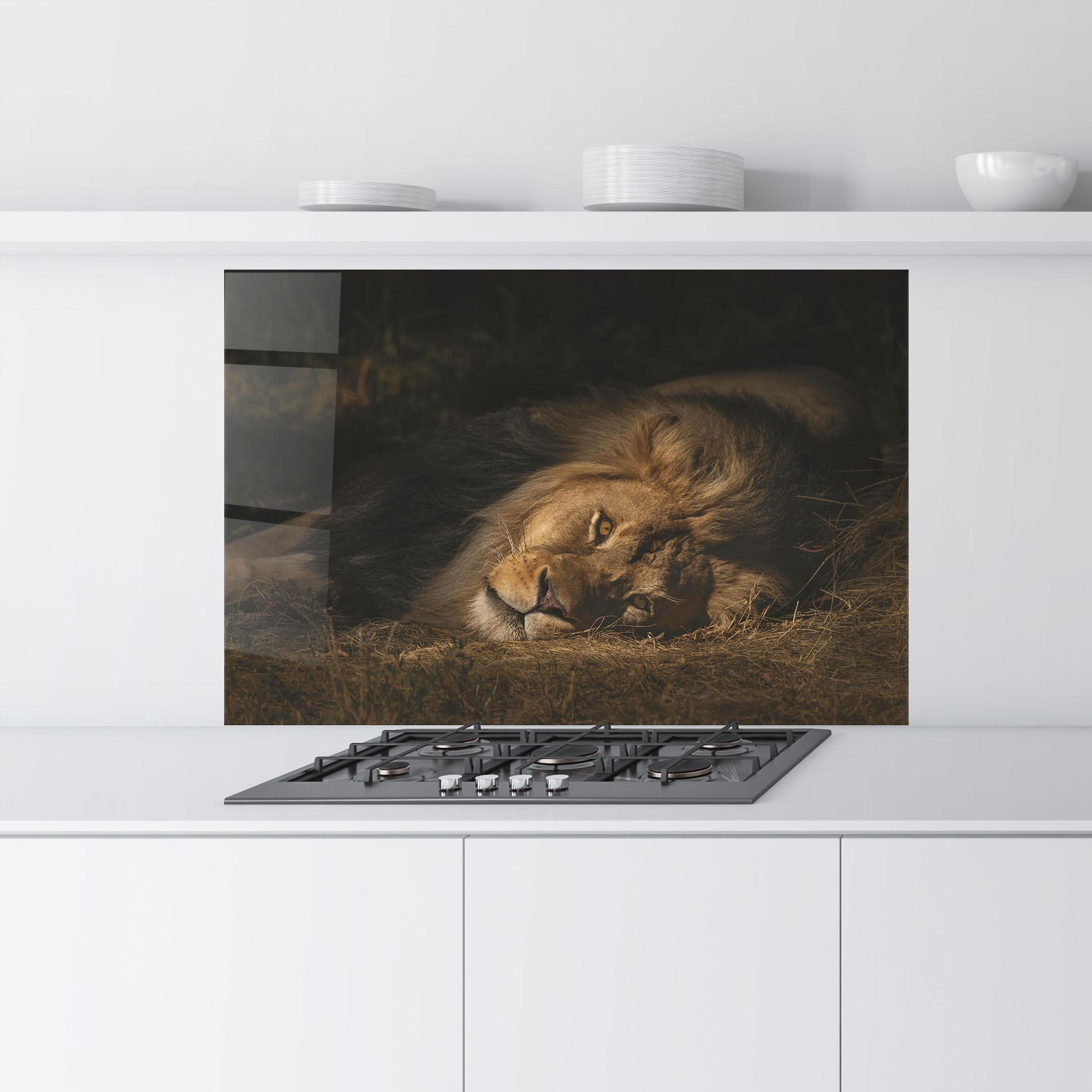Küchenrückwand Glas Lion Laying Down mockup 9