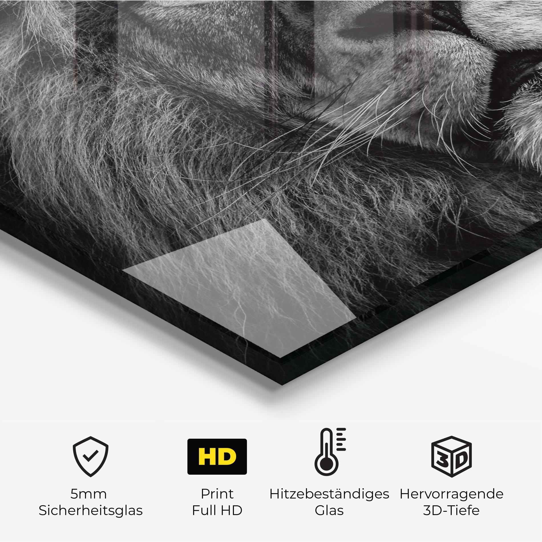 Küchenrückwand Glas Powerful Male Lion mockup 2