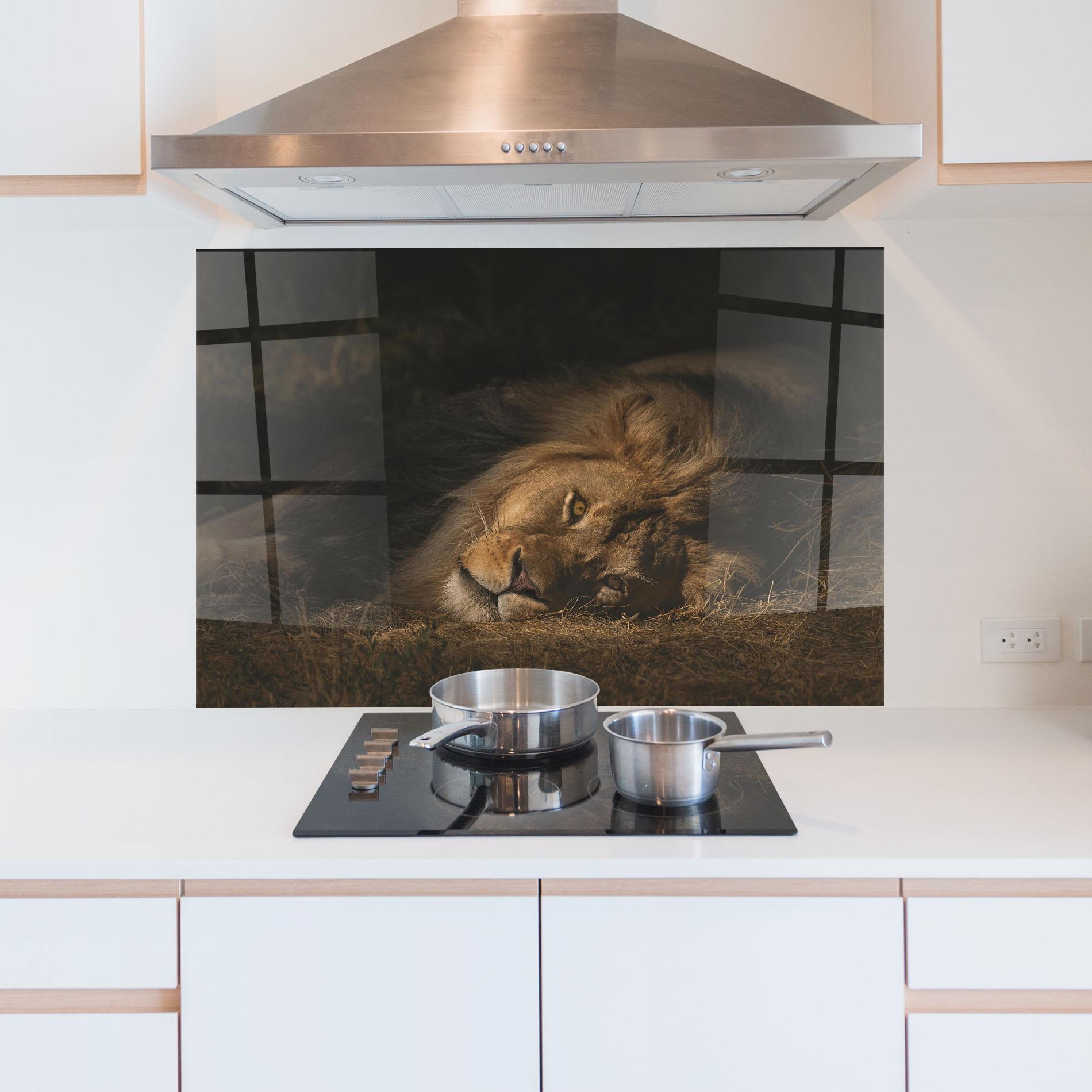 Küchenrückwand Glas Lion Laying Down mockup 5