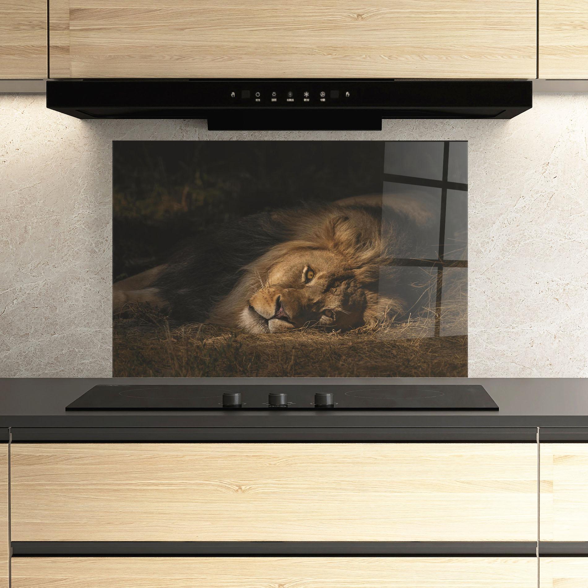 Küchenrückwand Glas Lion Laying Down mockup 3