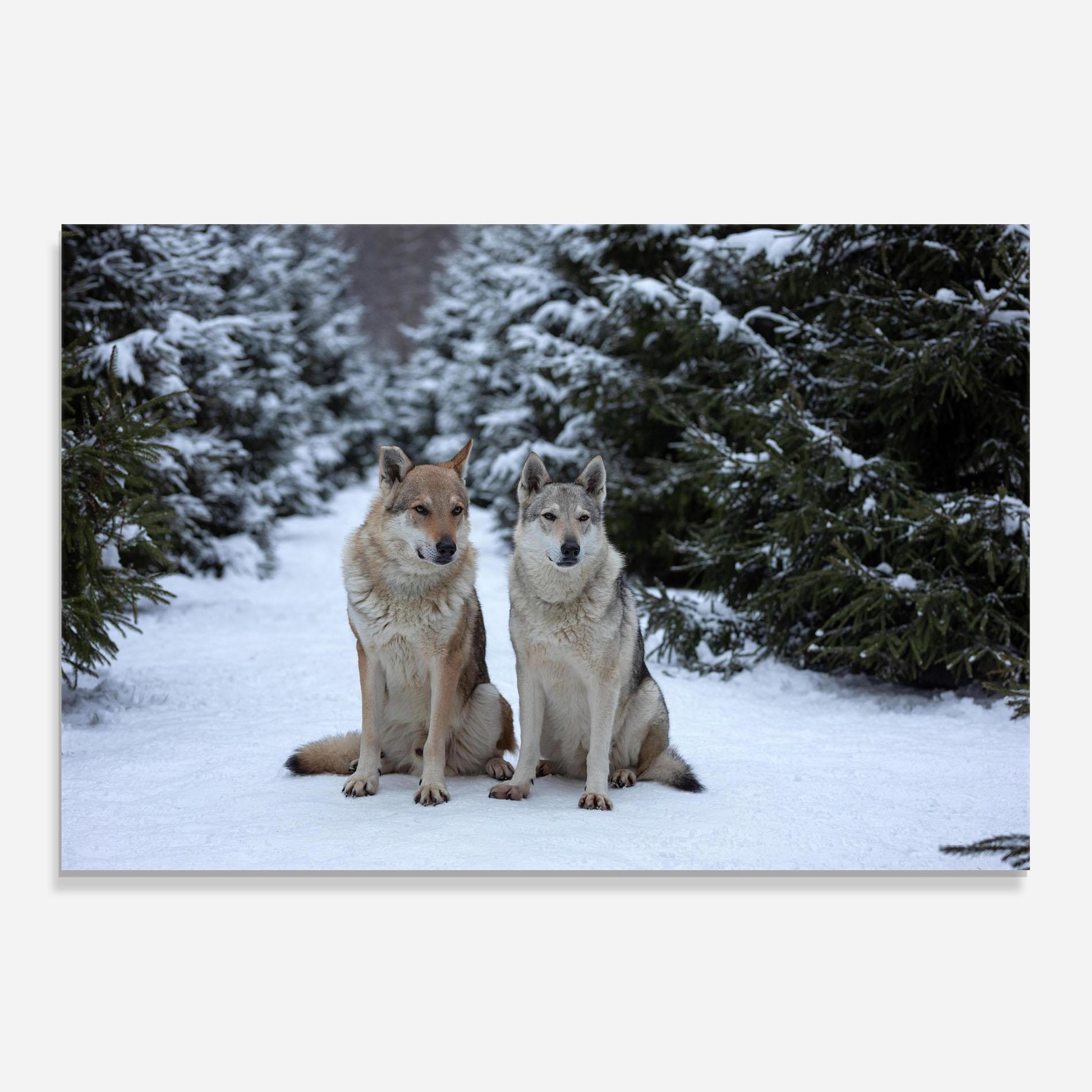 Küchenrückwand Glas 2 Wolfs Sitting mockup 0