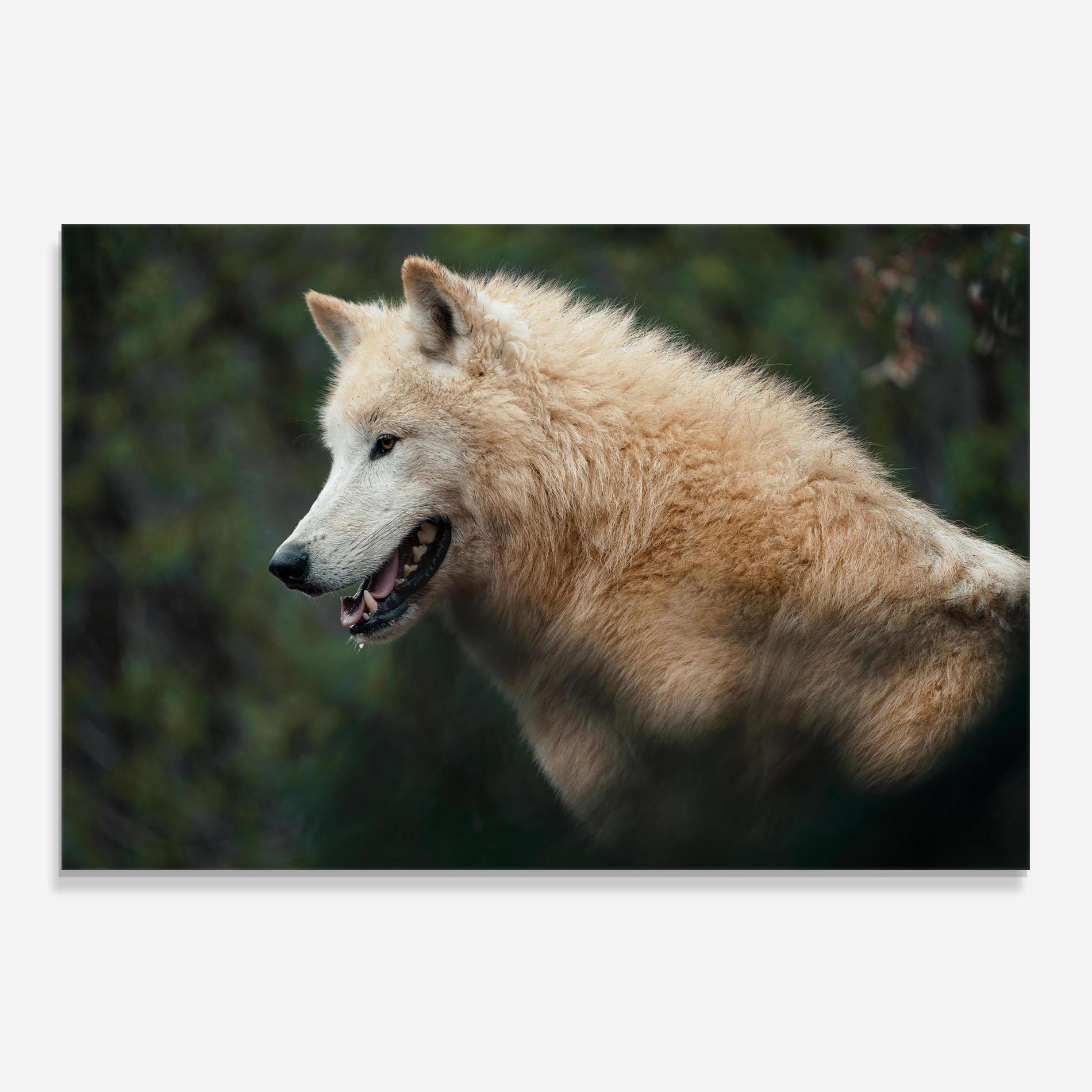 Küchenrückwand Glas White Alpha Wolf mockup 0