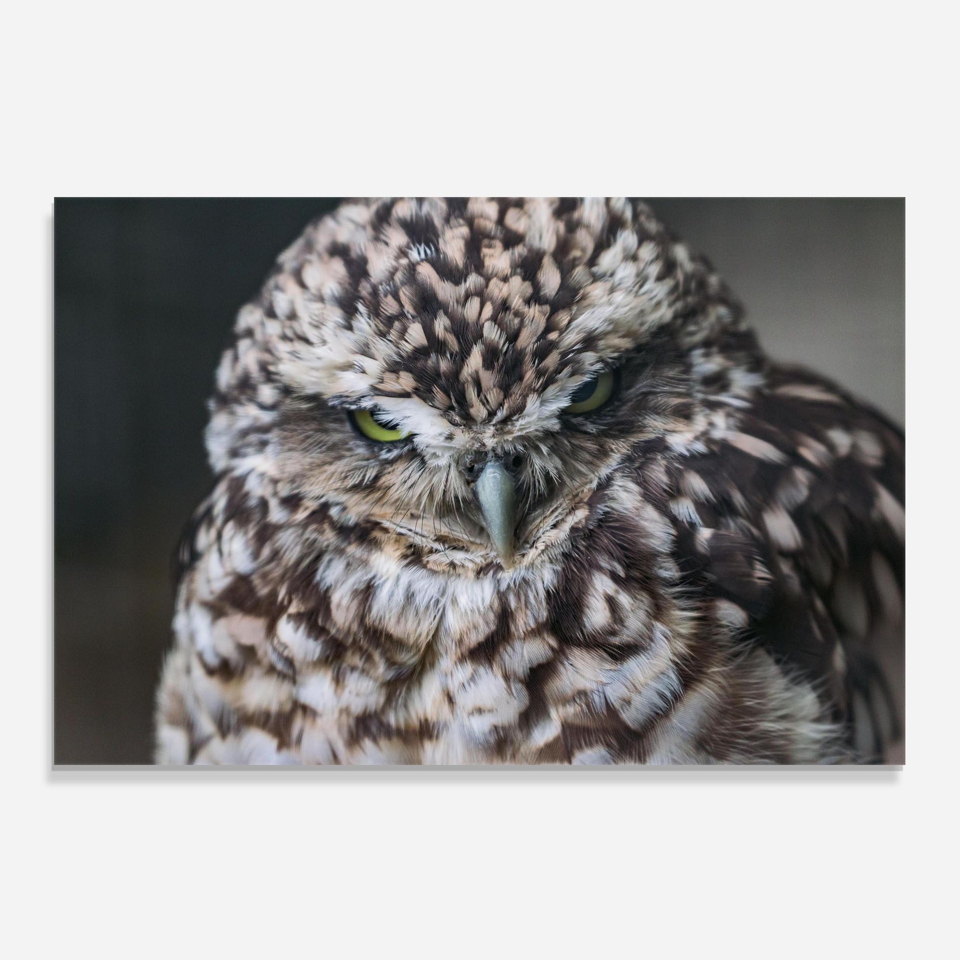 Angry Little Owl mockup 0