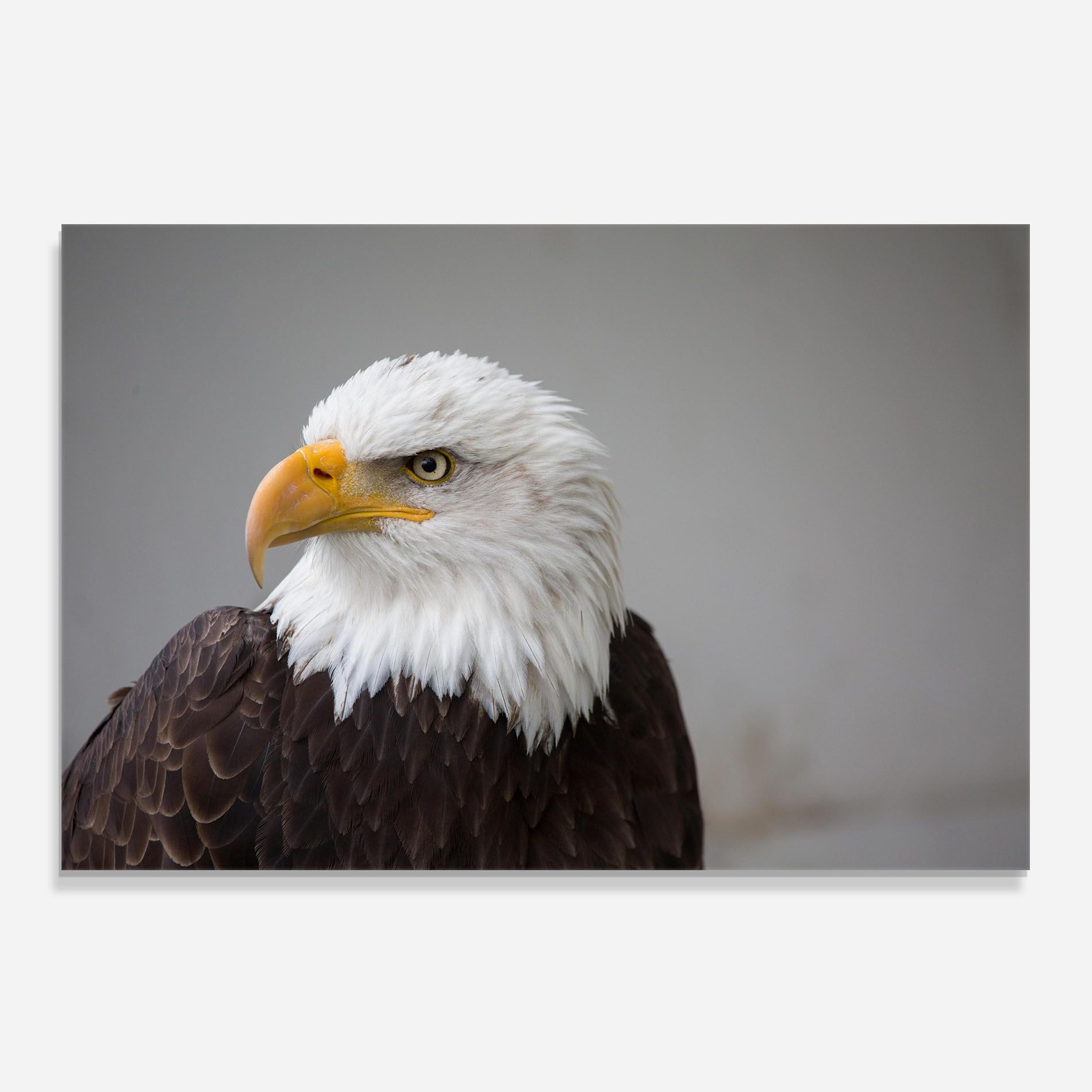 Beautiful Eagle mockup 0