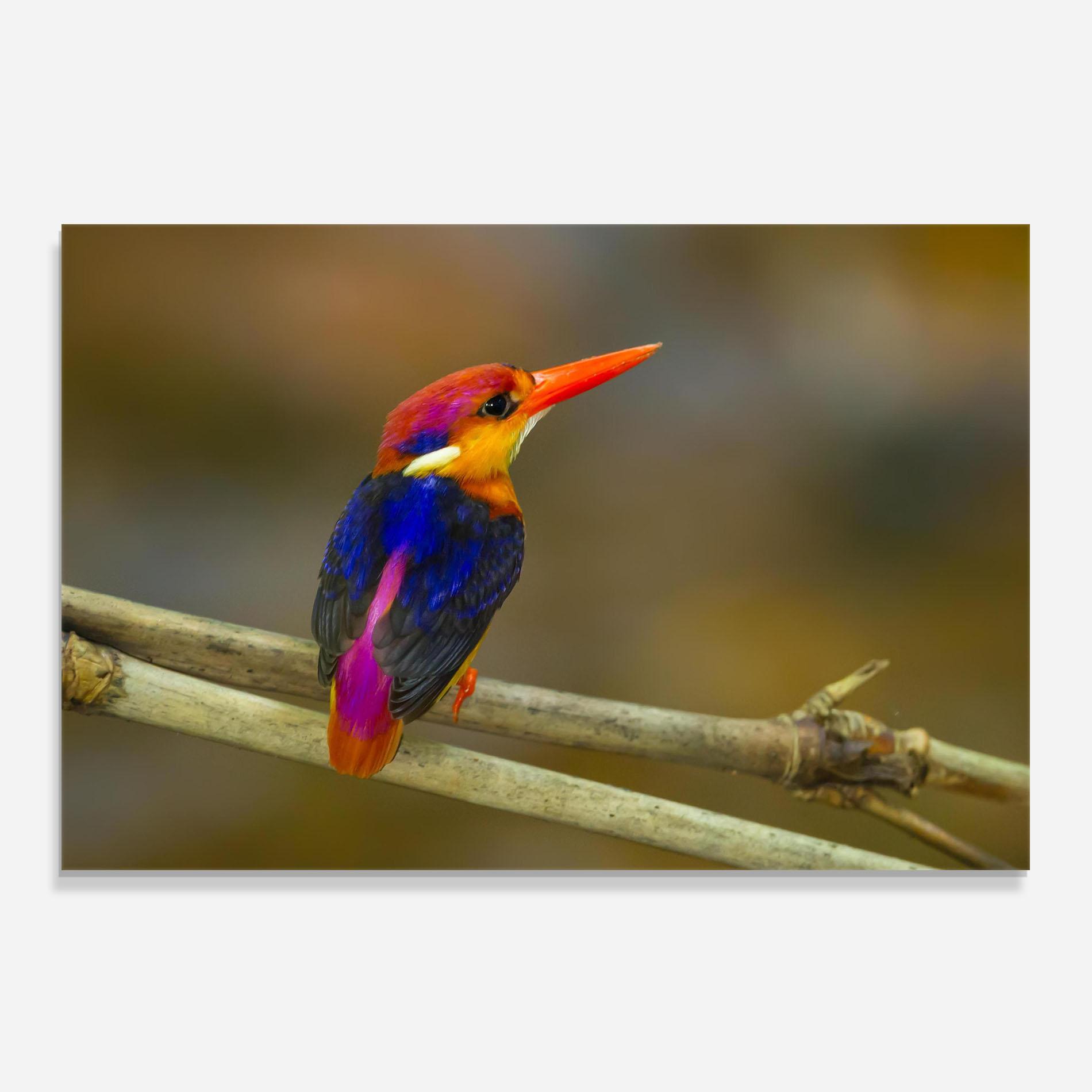 Küchenrückwand Glas Colorful Bird mockup 0
