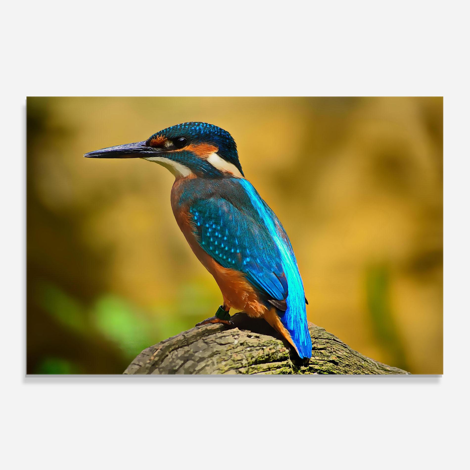 Küchenrückwand Glas Cute Blue Bird mockup 0