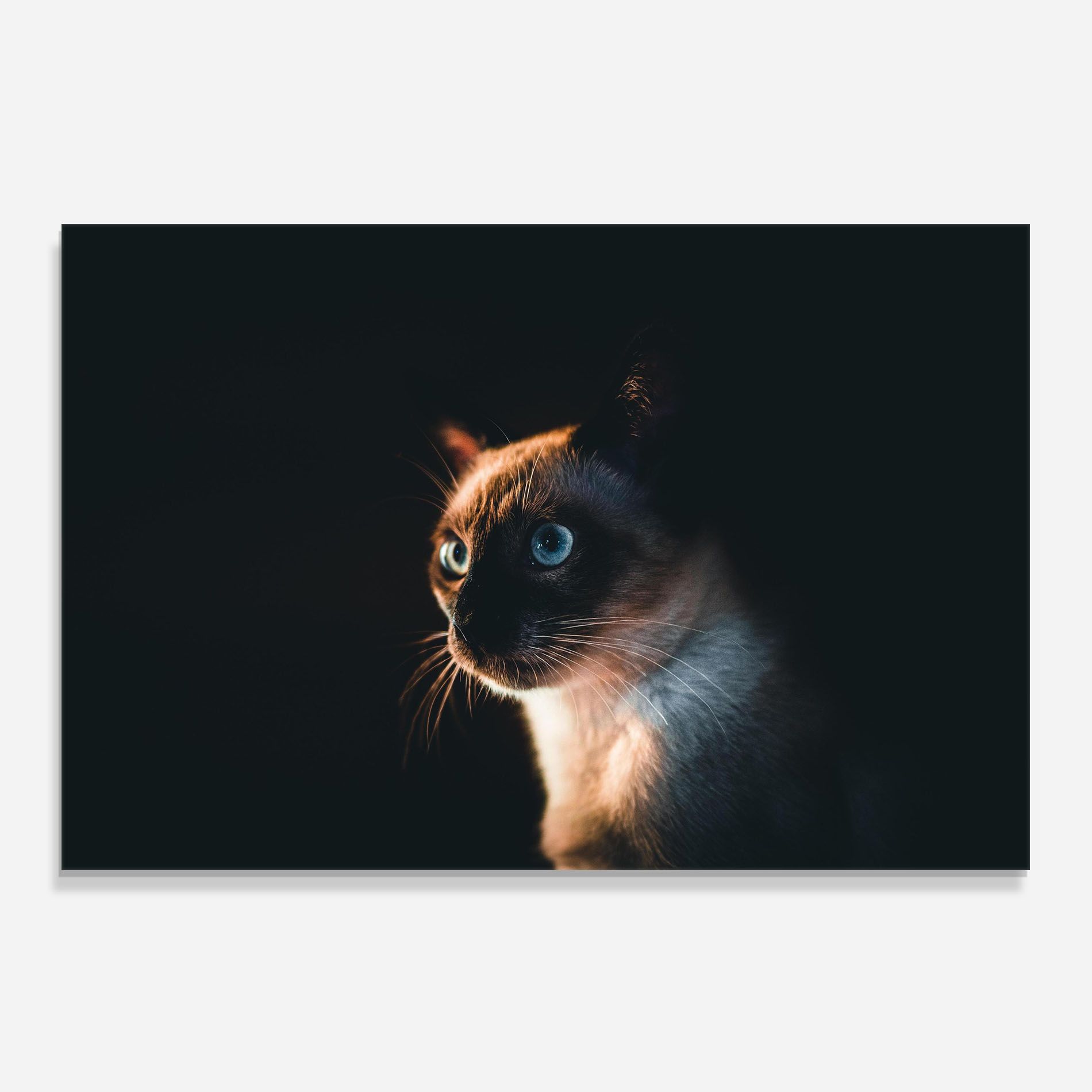 Blue Eyes Cat In Dark mockup 0