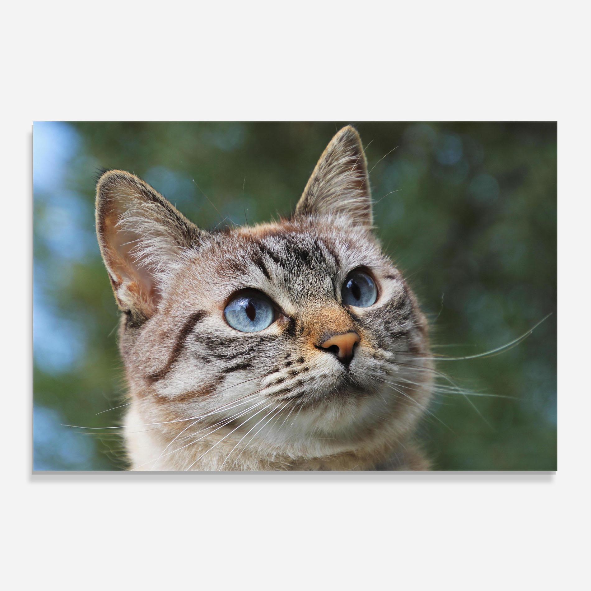 Küchenrückwand Glas Blue Eyes Cutie mockup 0