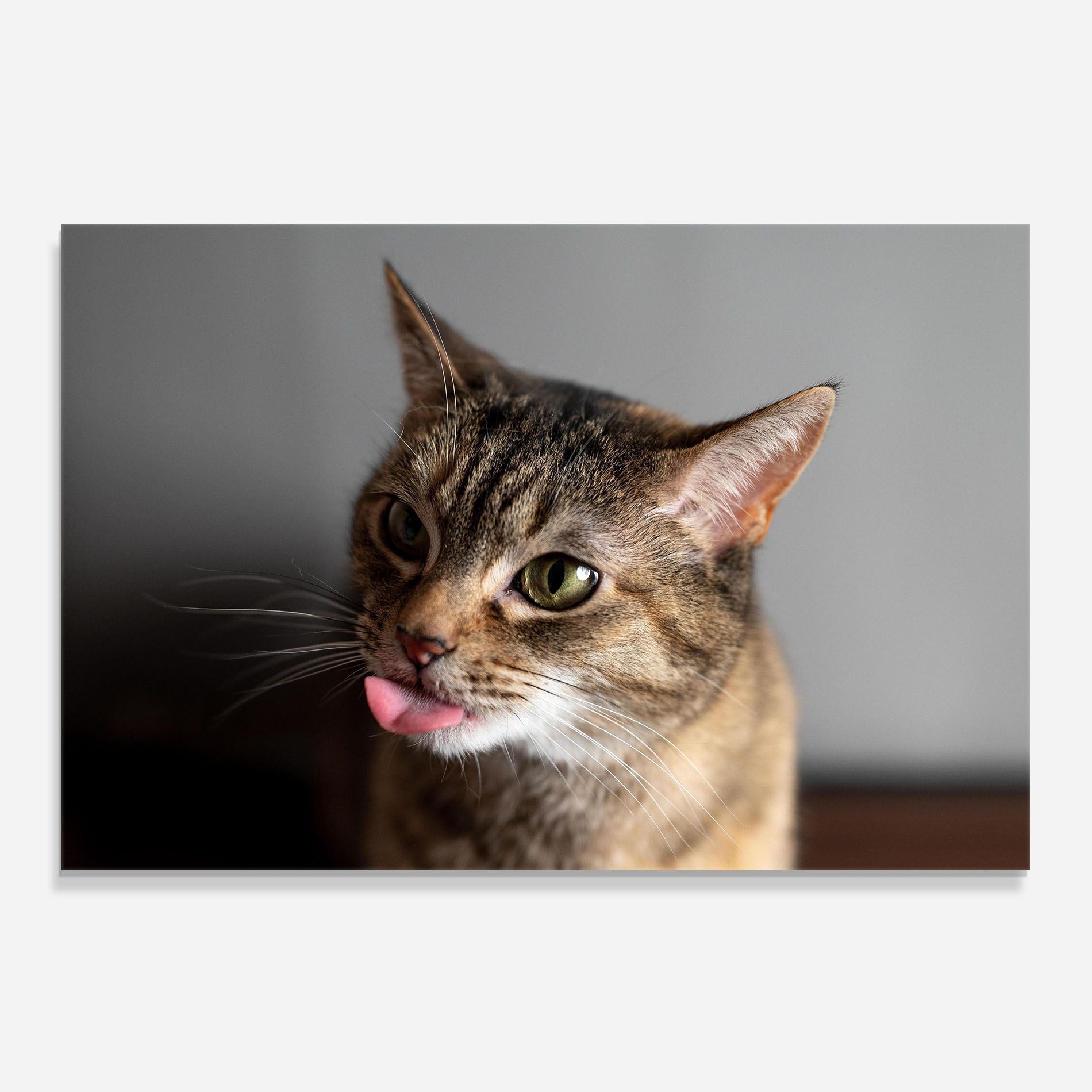 Brown Green Eyes Cat mockup 0