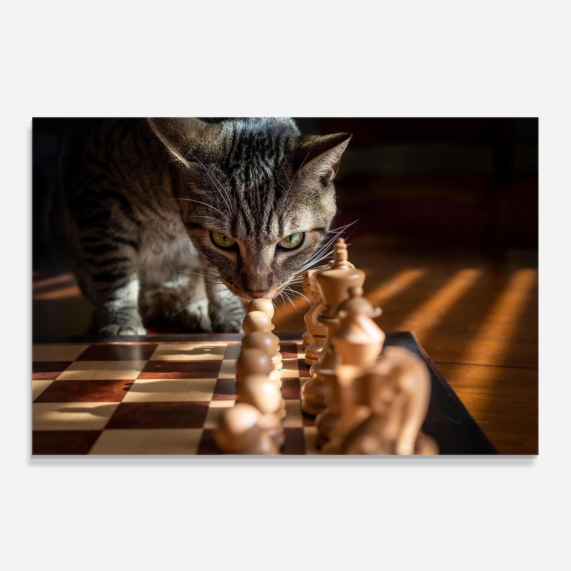 Küchenrückwand Glas Chess Cat mockup 0