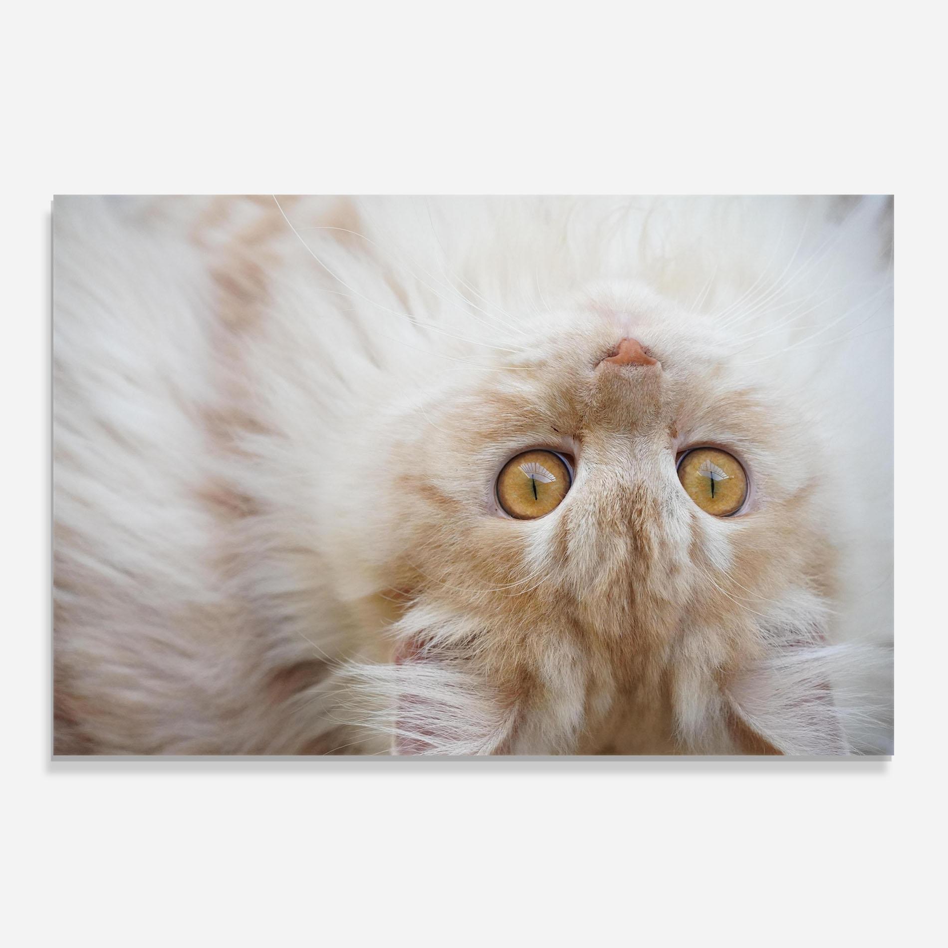 Küchenrückwand Glas Close Up Yellow Eyes Cat mockup 0