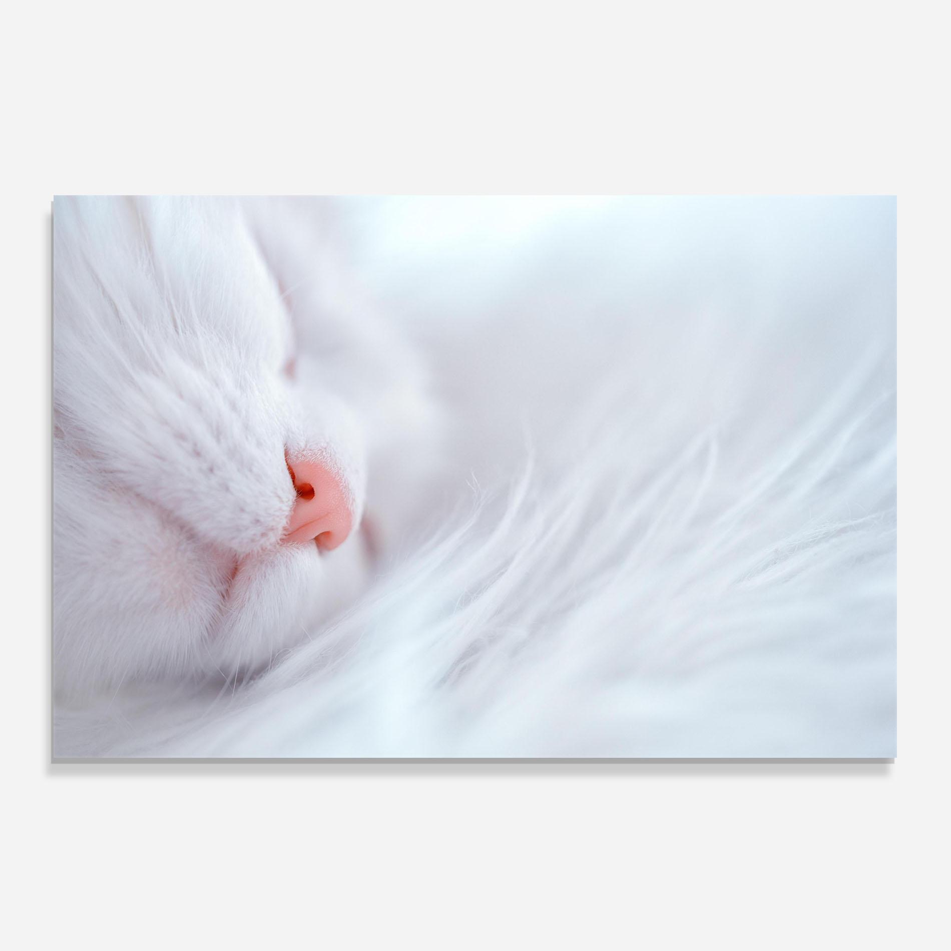 Küchenrückwand Glas Dreamy White Cat mockup 0
