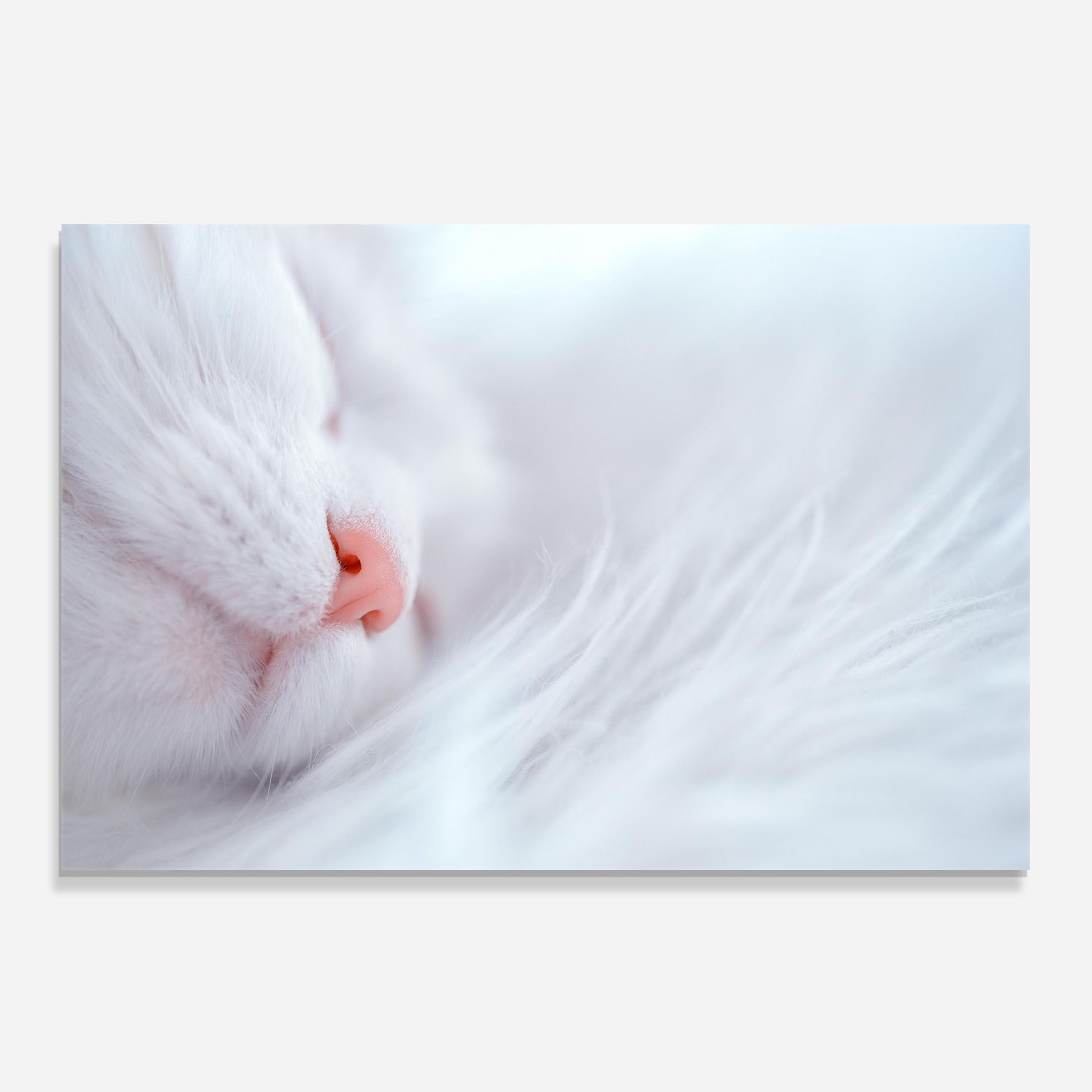 Dreamy White Cat mockup 0