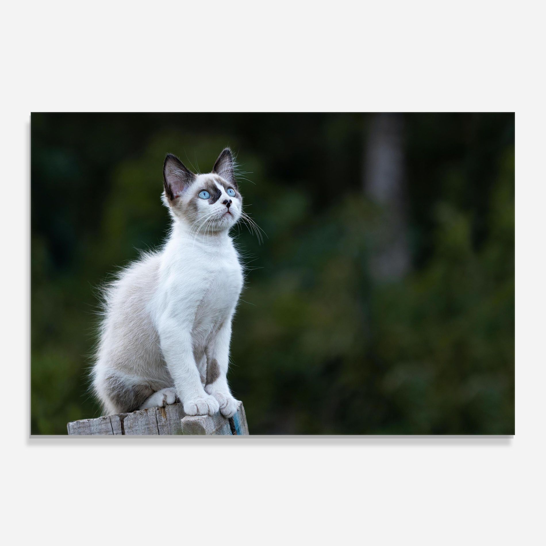 Grey Cat In Nature mockup 0