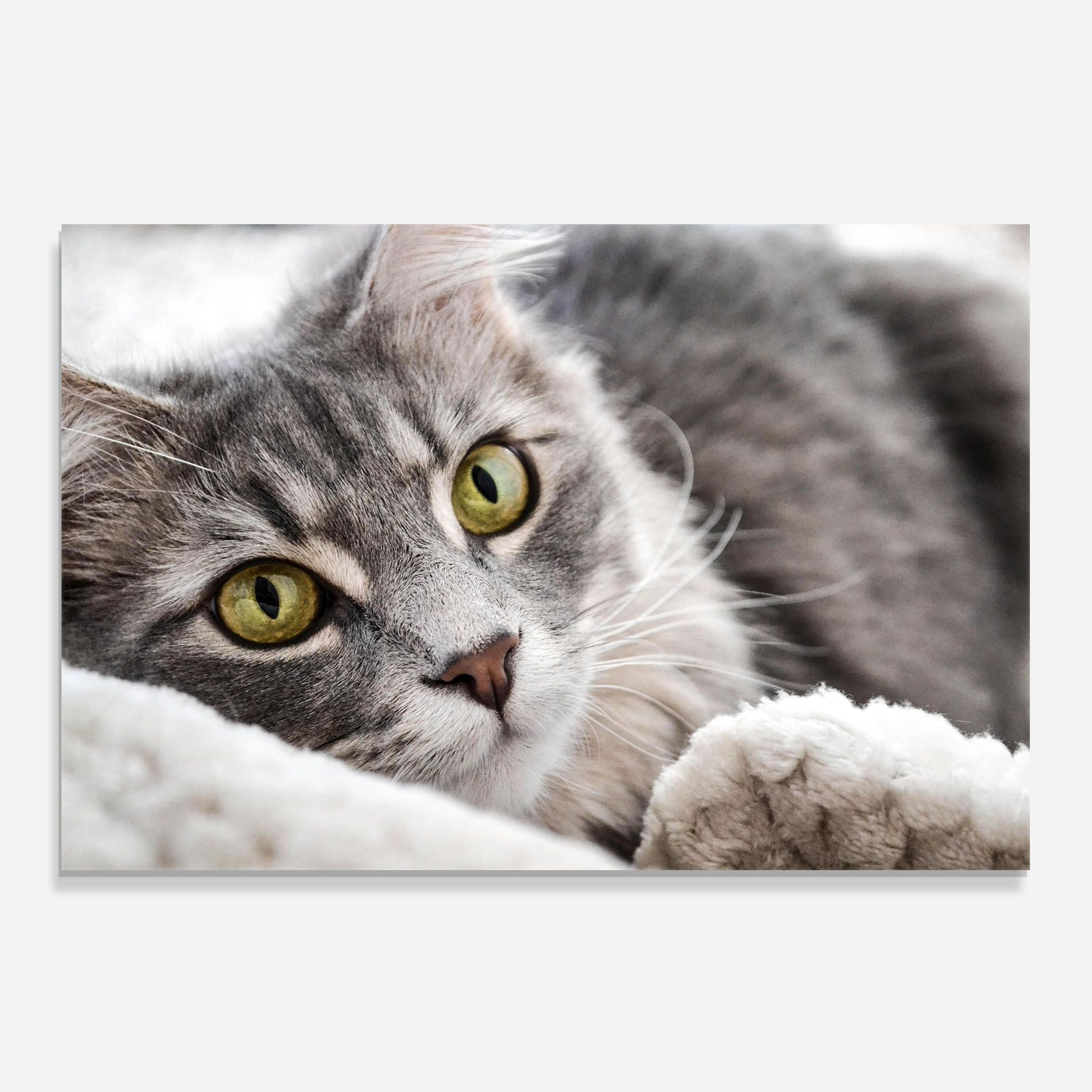 Grey Fluffy Cat mockup 0