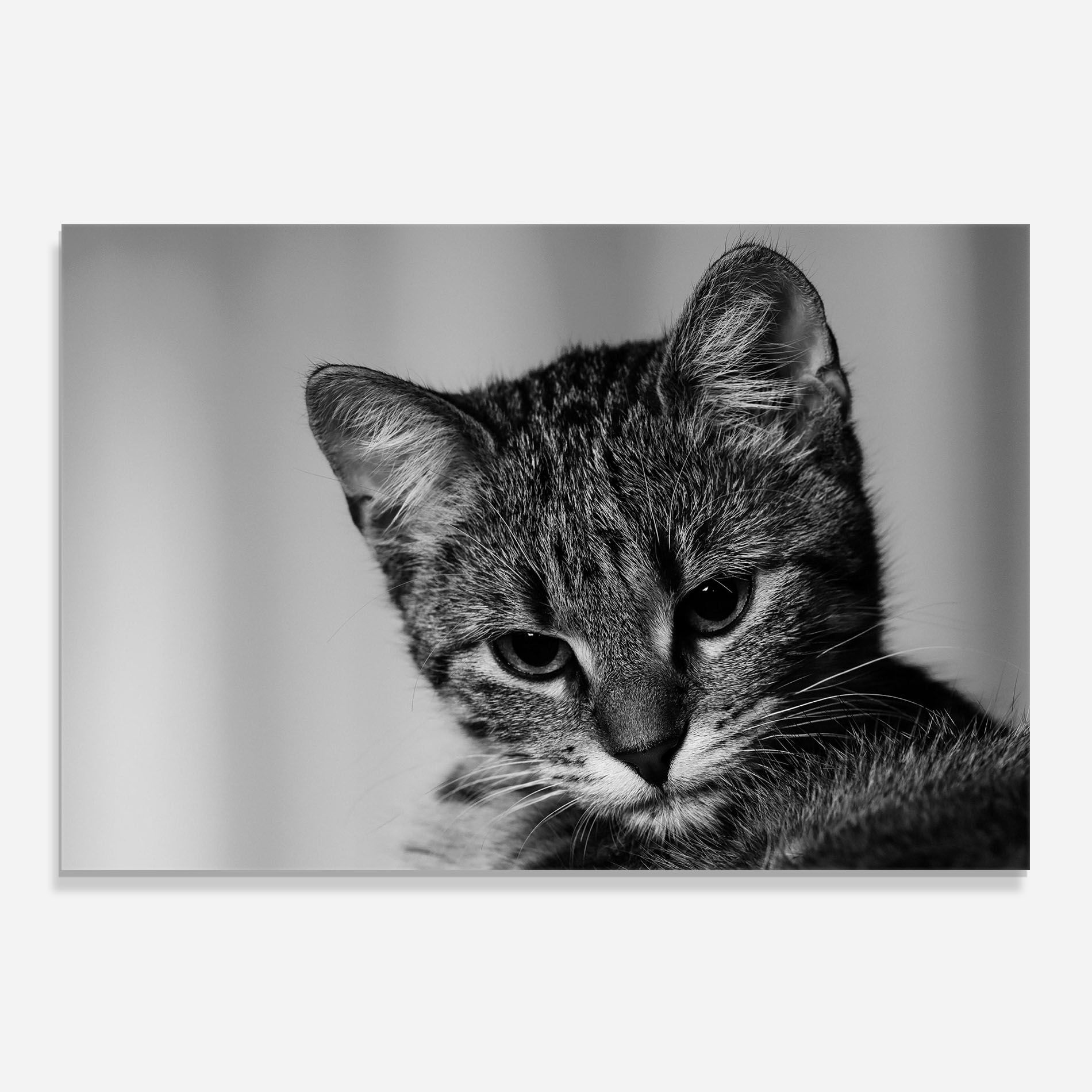 Grey Focused Cat mockup 0