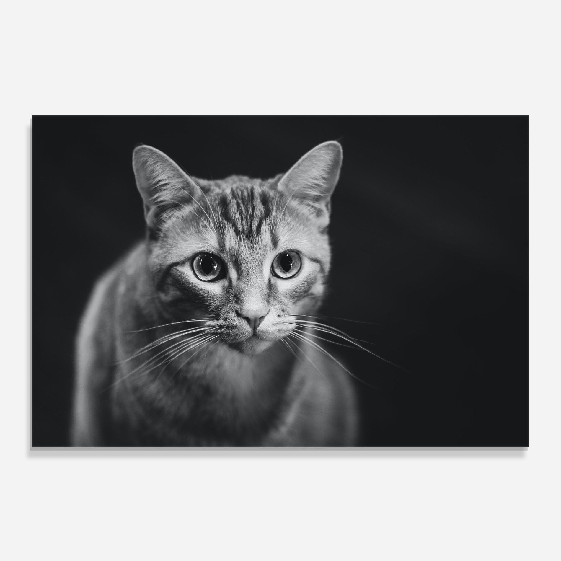 Grey Kitty On Black mockup 0