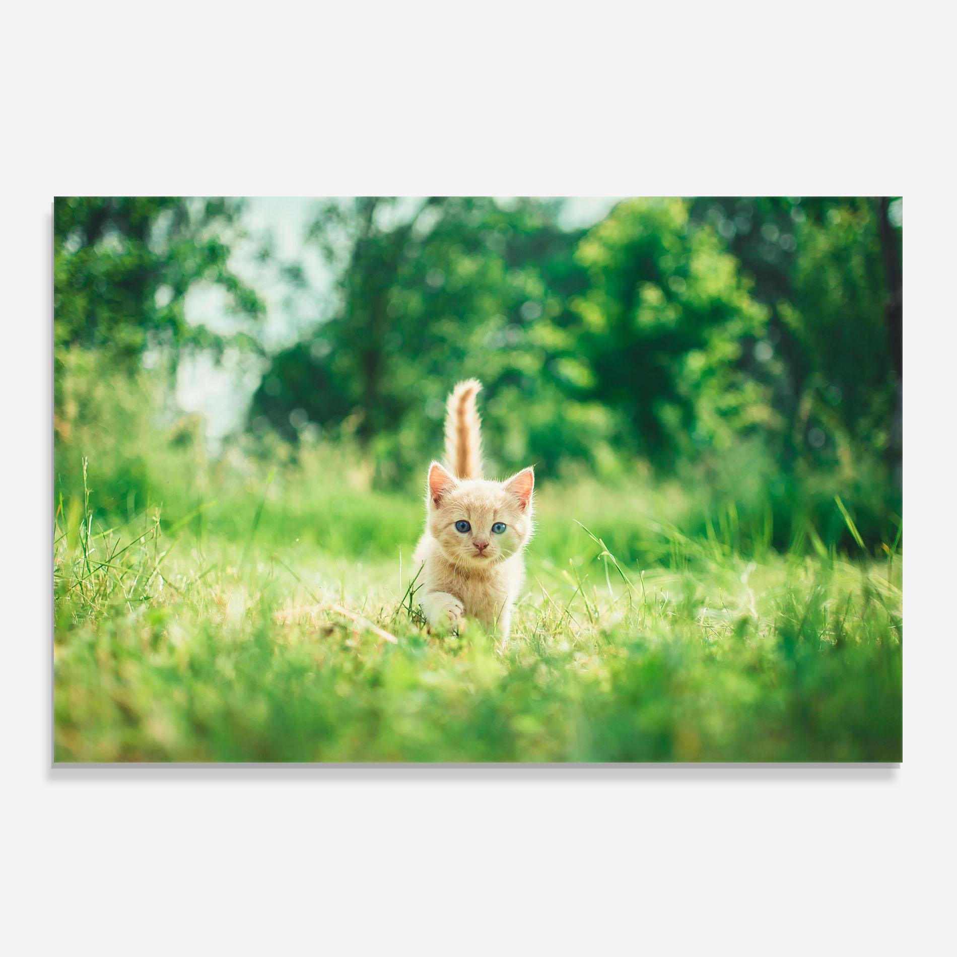 Küchenrückwand Glas Little Cute Cat mockup 0