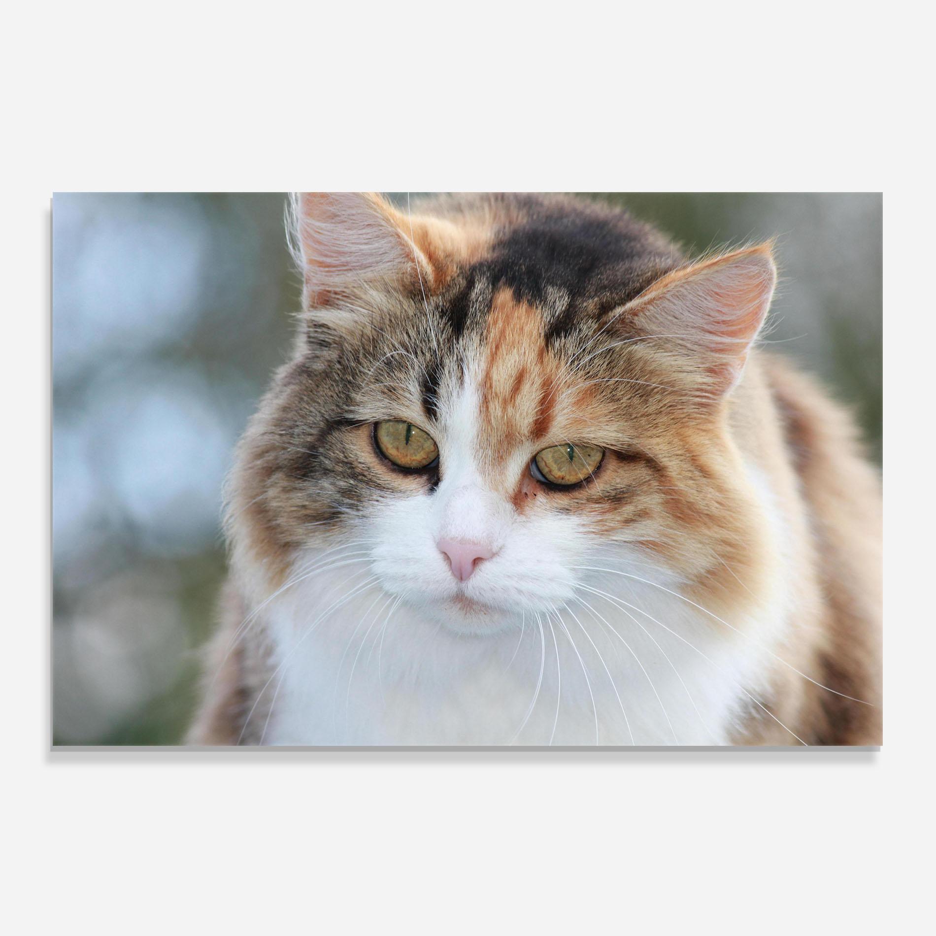 Küchenrückwand Glas Orange Brown Cat mockup 0