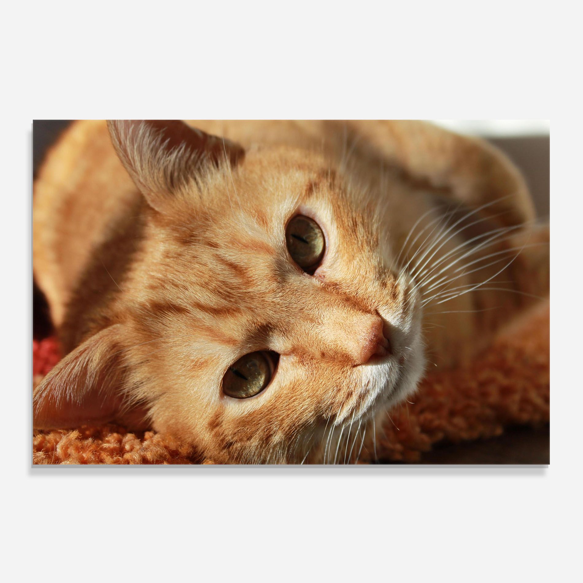 Pretty Orange Cat mockup 0