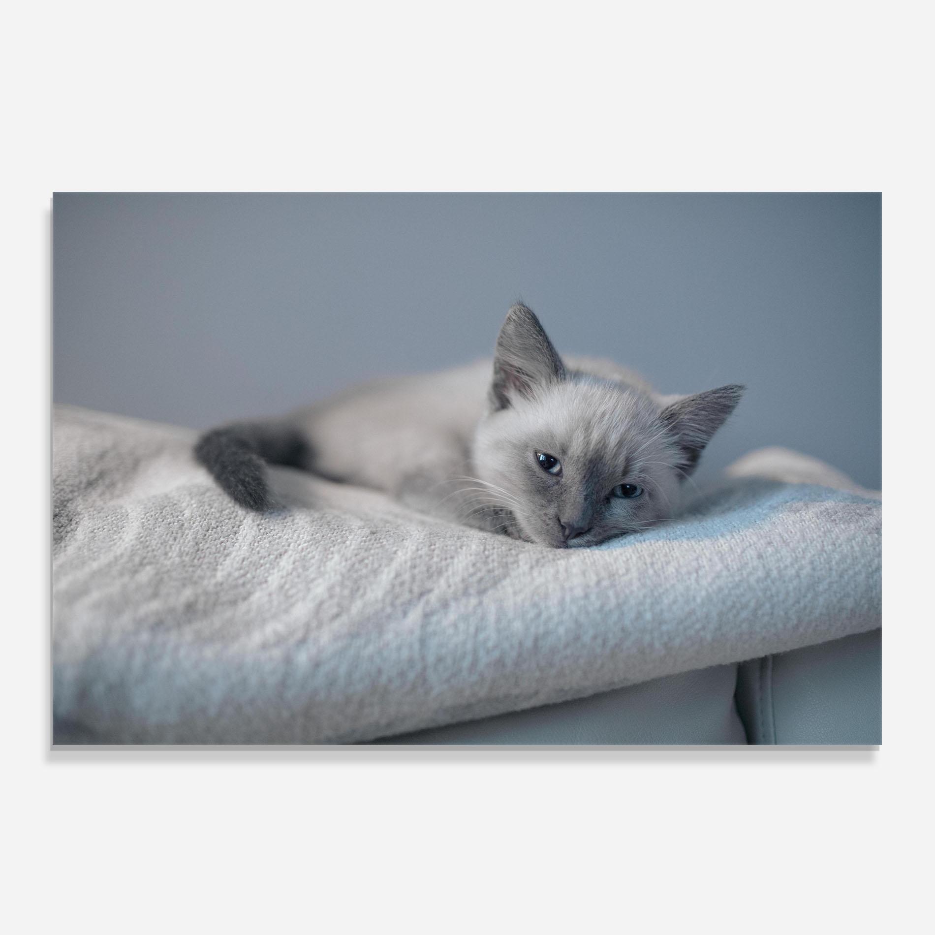 Küchenrückwand Glas Sleepy Grey Cat mockup 0