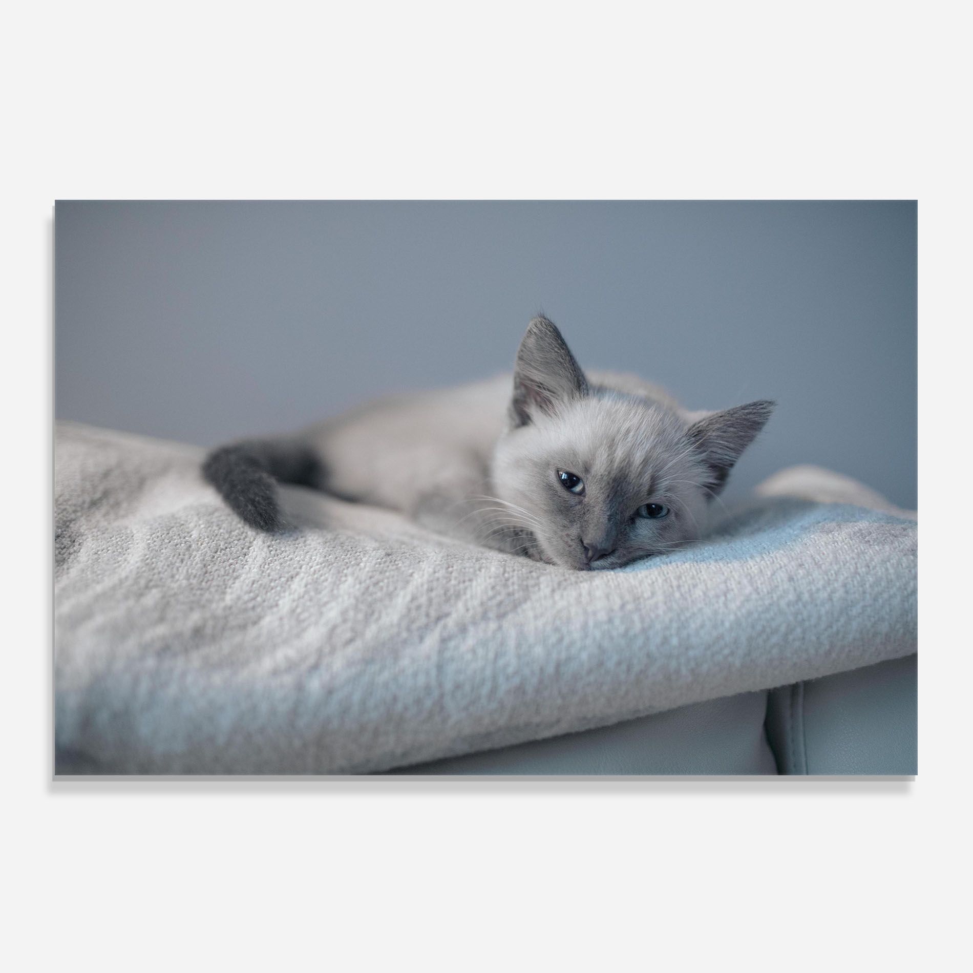 Sleepy Grey Cat mockup 0