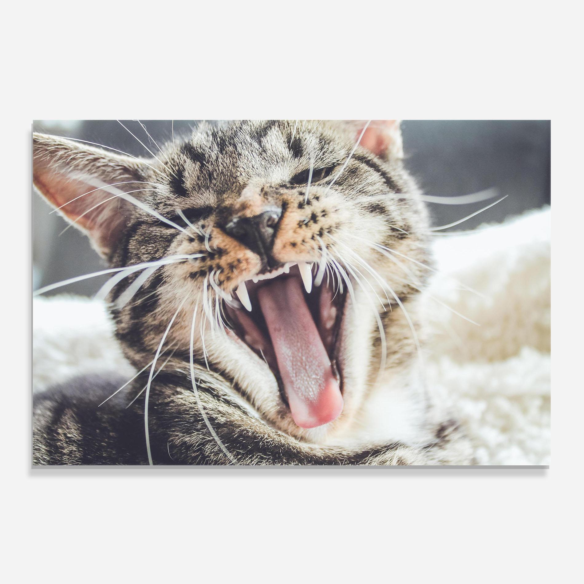 Küchenrückwand Glas Wroar Cat mockup 0