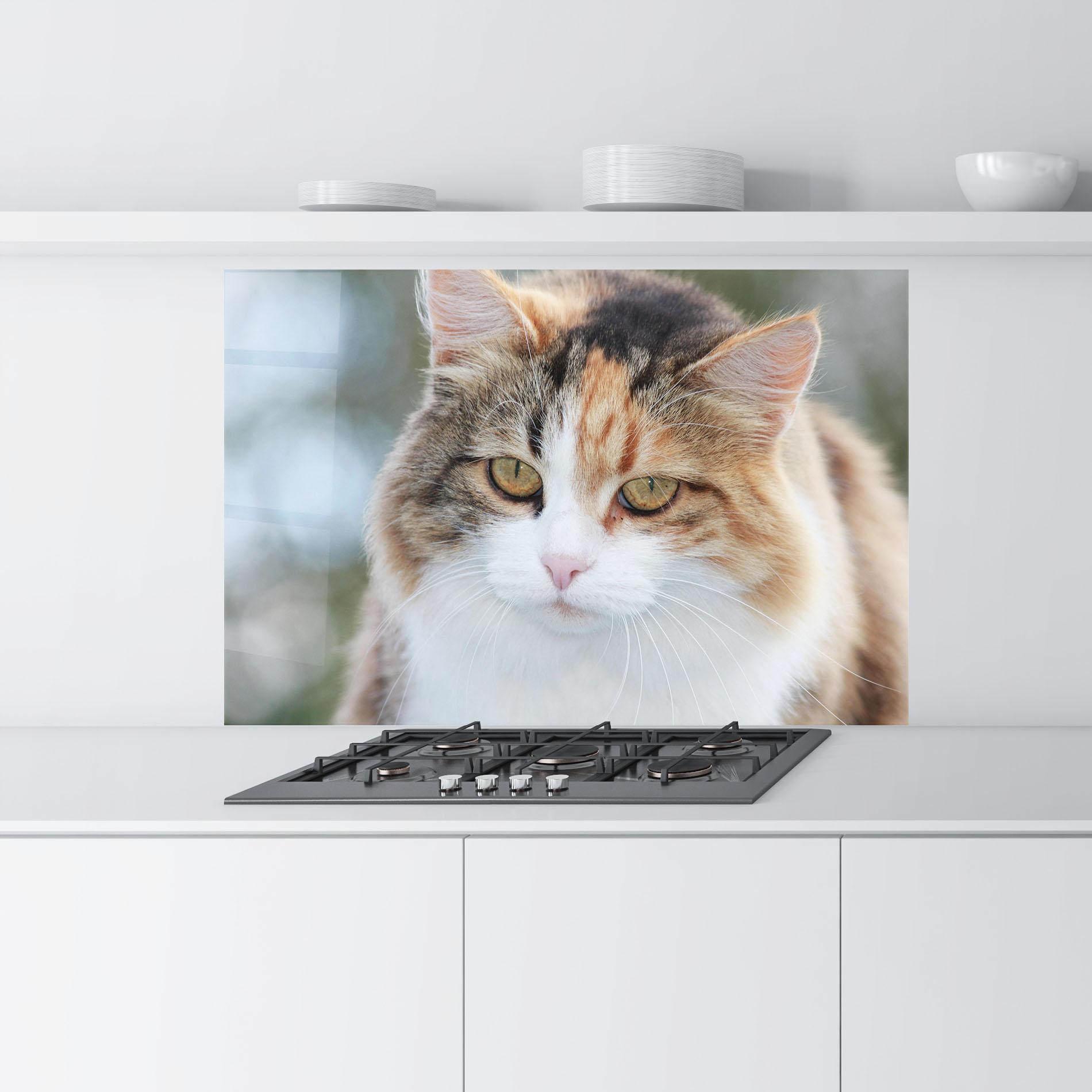 Küchenrückwand Glas Orange Brown Cat mockup 9