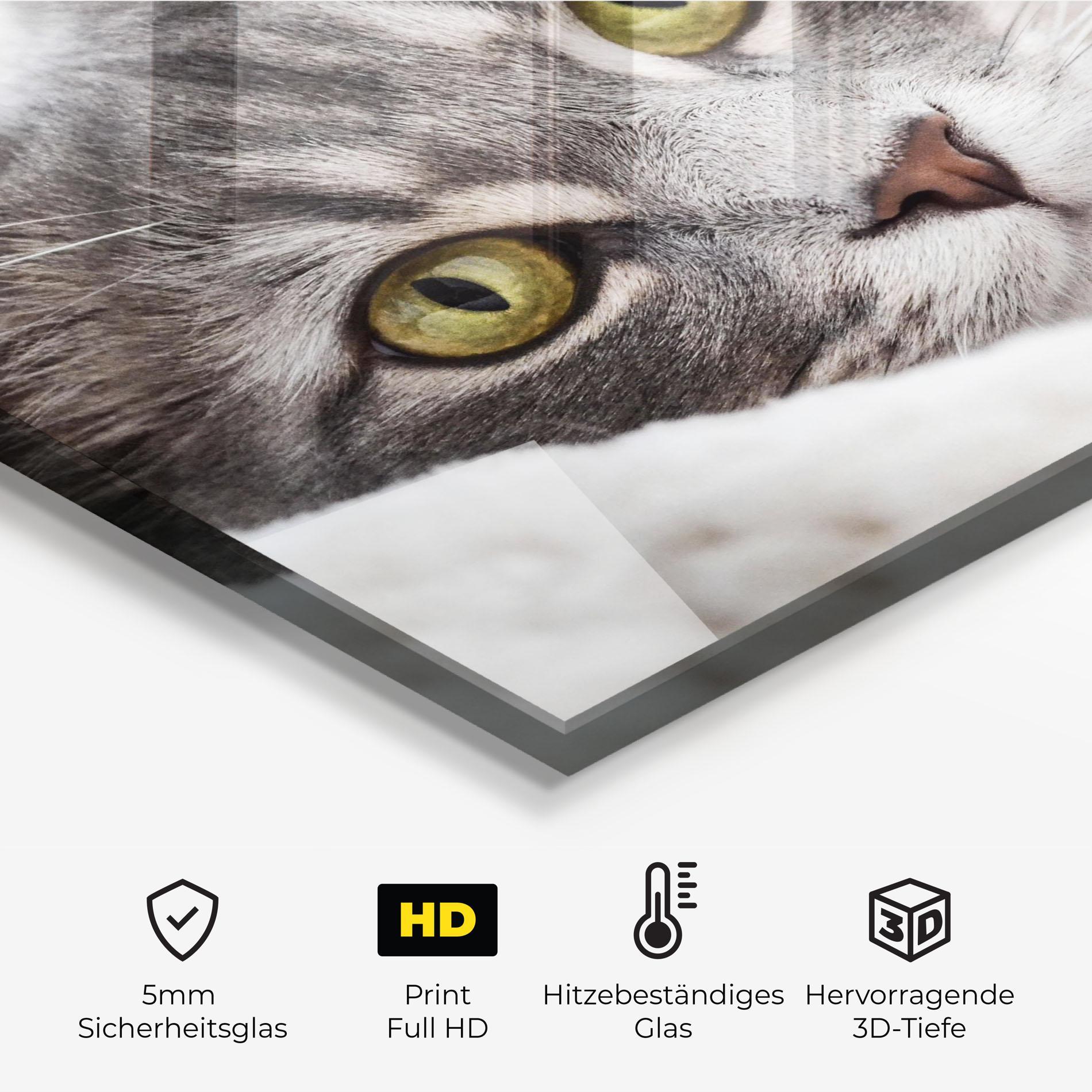 Küchenrückwand Glas Grey Fluffy Cat mockup 2