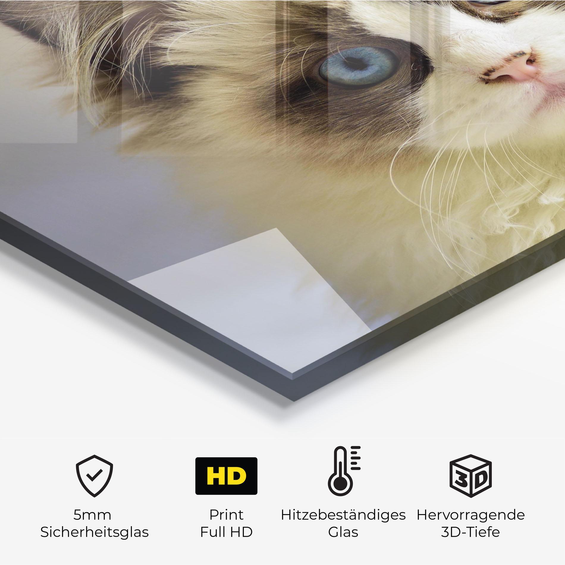 Küchenrückwand Glas Interesting Blue Eyes Cat mockup 2