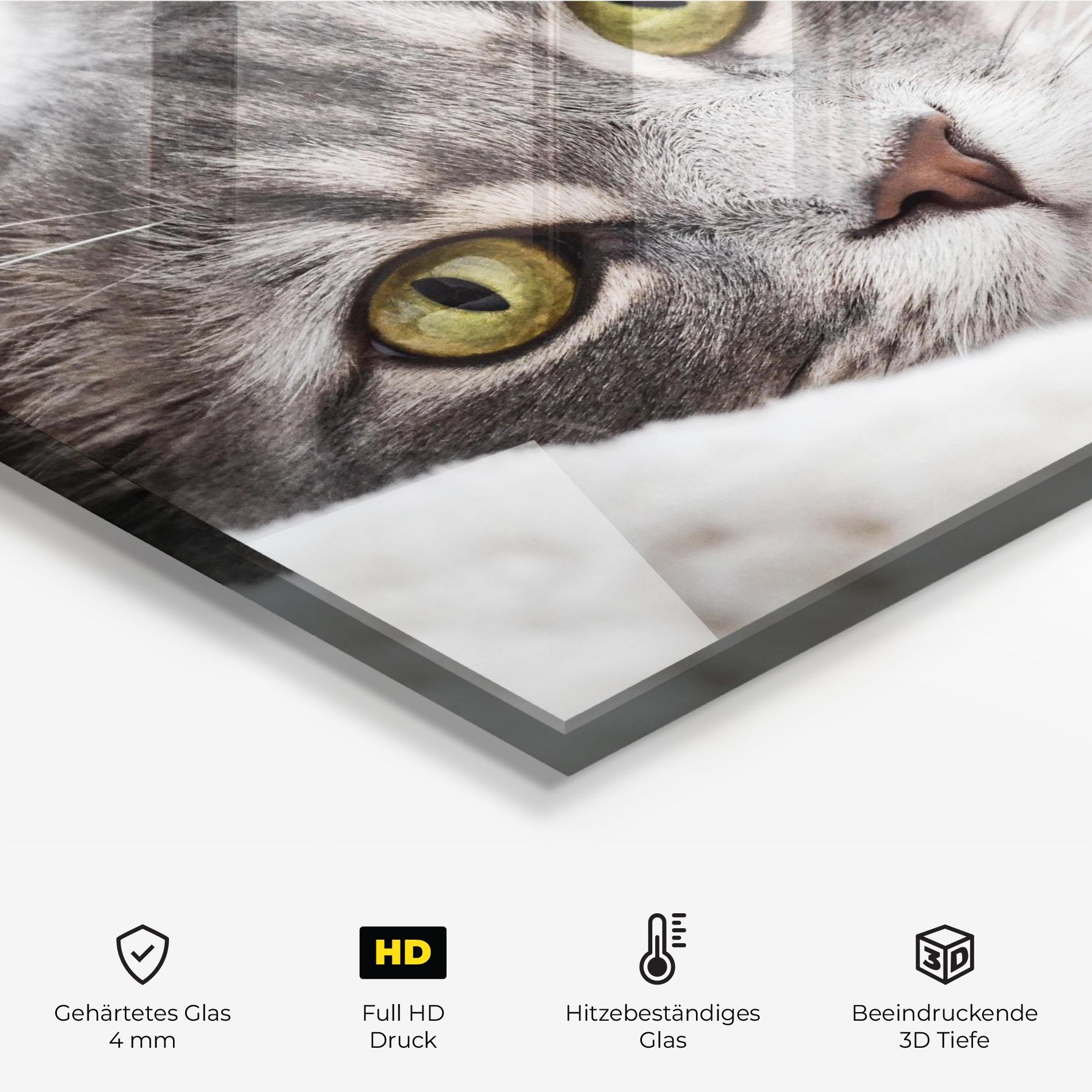 Küchenrückwand Glas Grey Fluffy Cat mockup 2