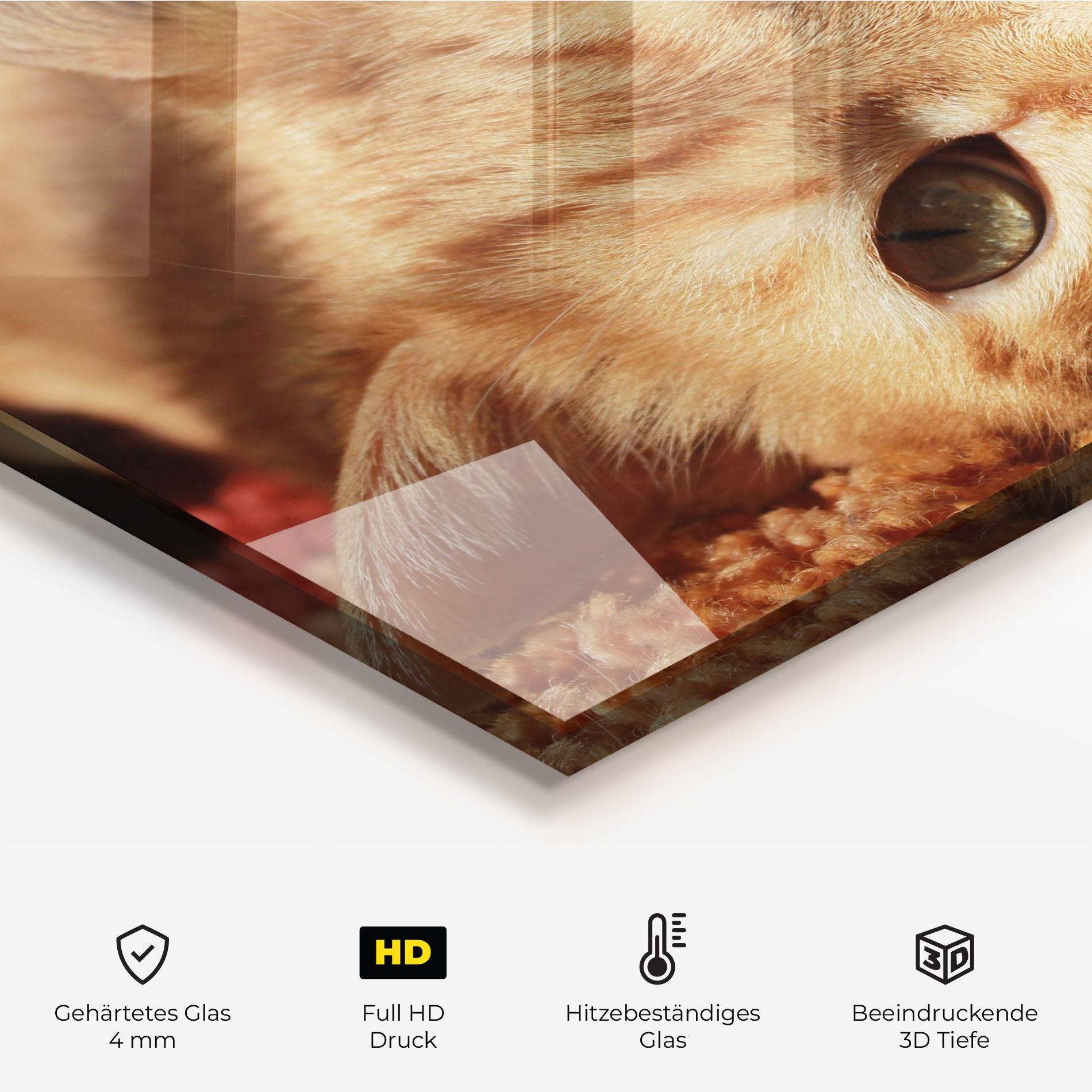 Küchenrückwand Glas Pretty Orange Cat mockup 2