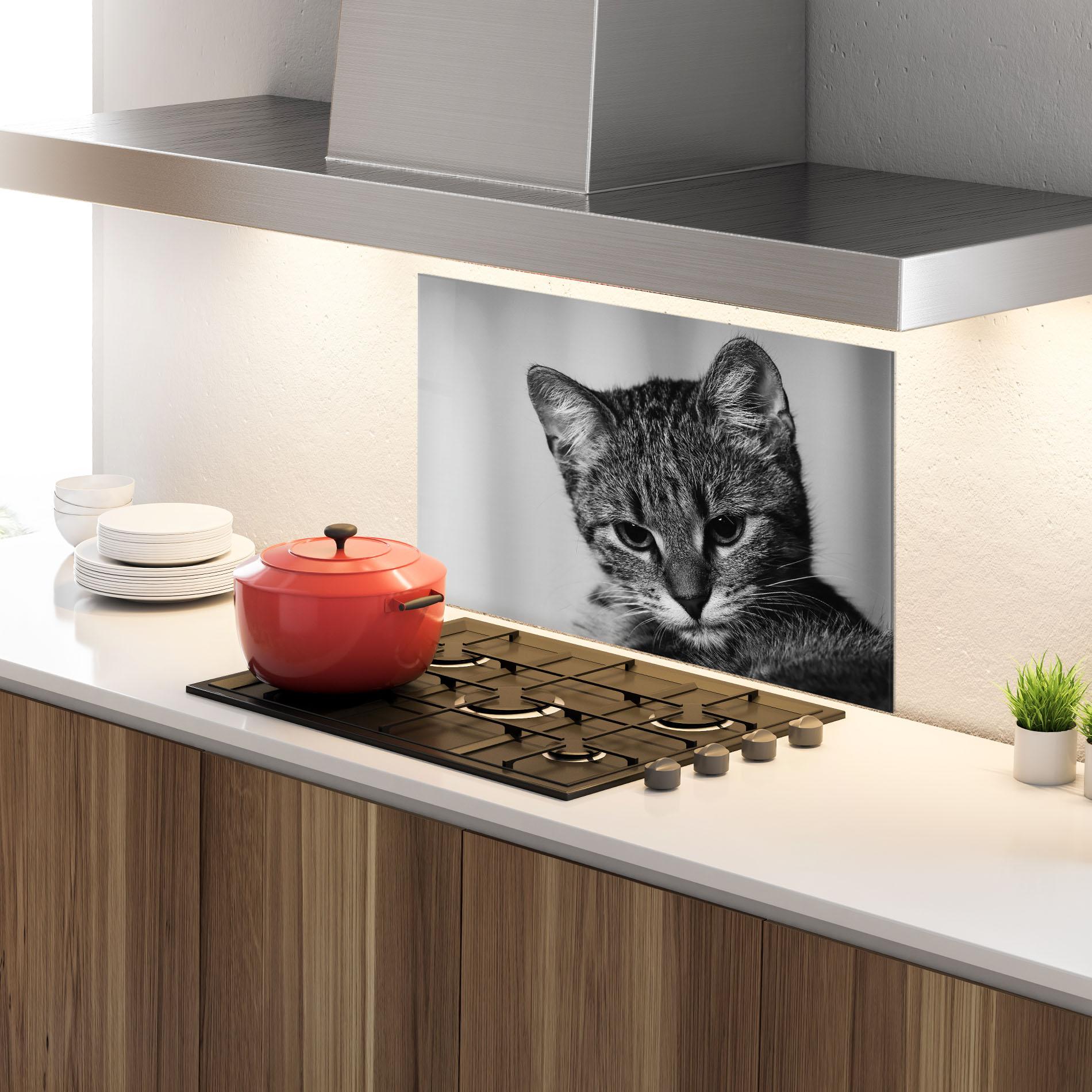 Küchenrückwand Glas Grey Focused Cat mockup 4