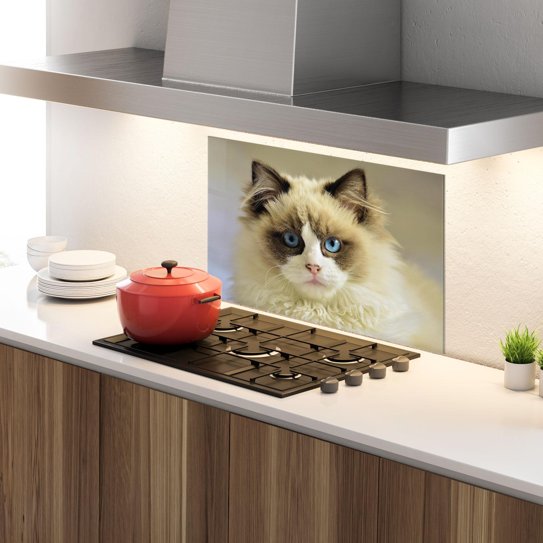 Küchenrückwand Glas Interesting Blue Eyes Cat mockup 4