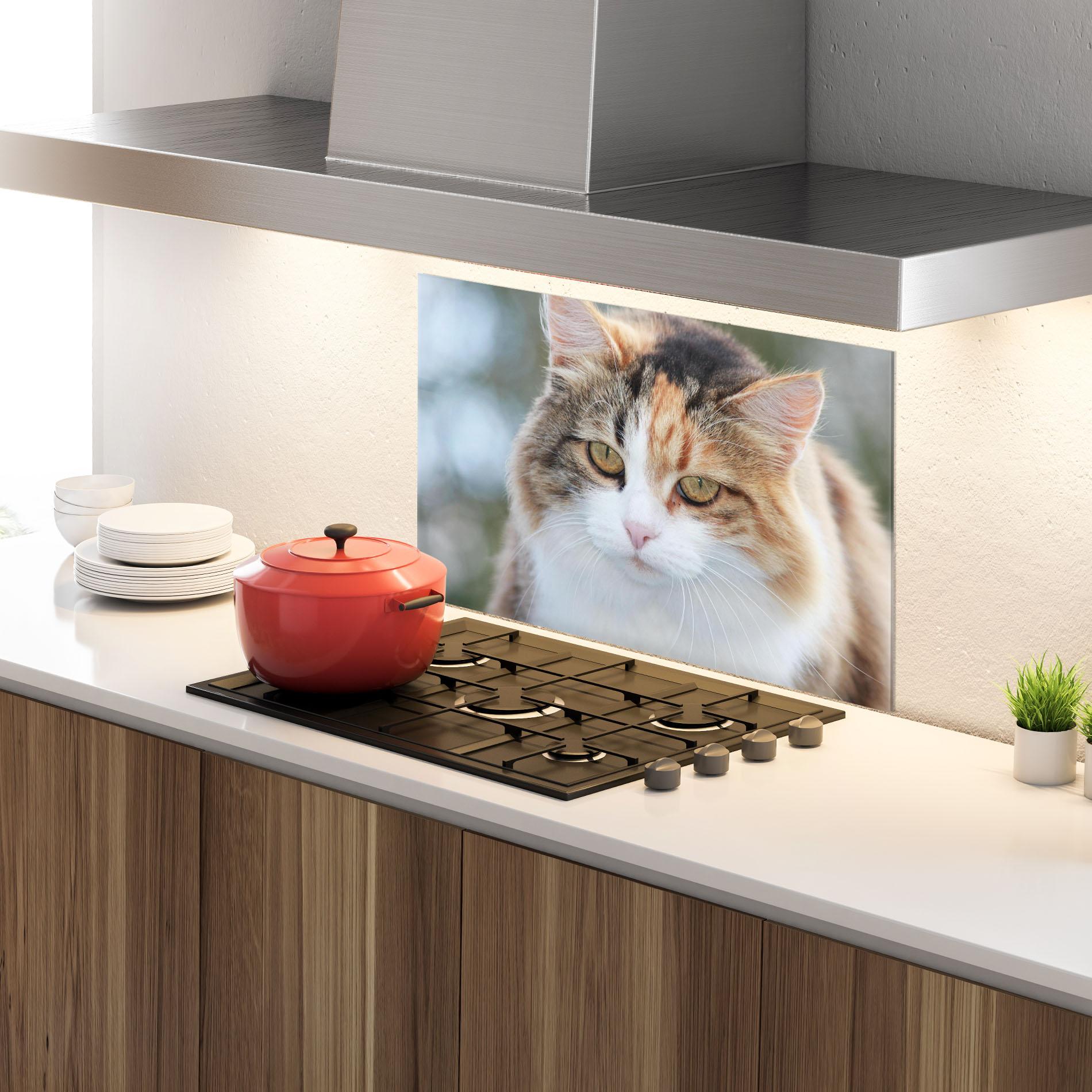 Küchenrückwand Glas Orange Brown Cat mockup 4