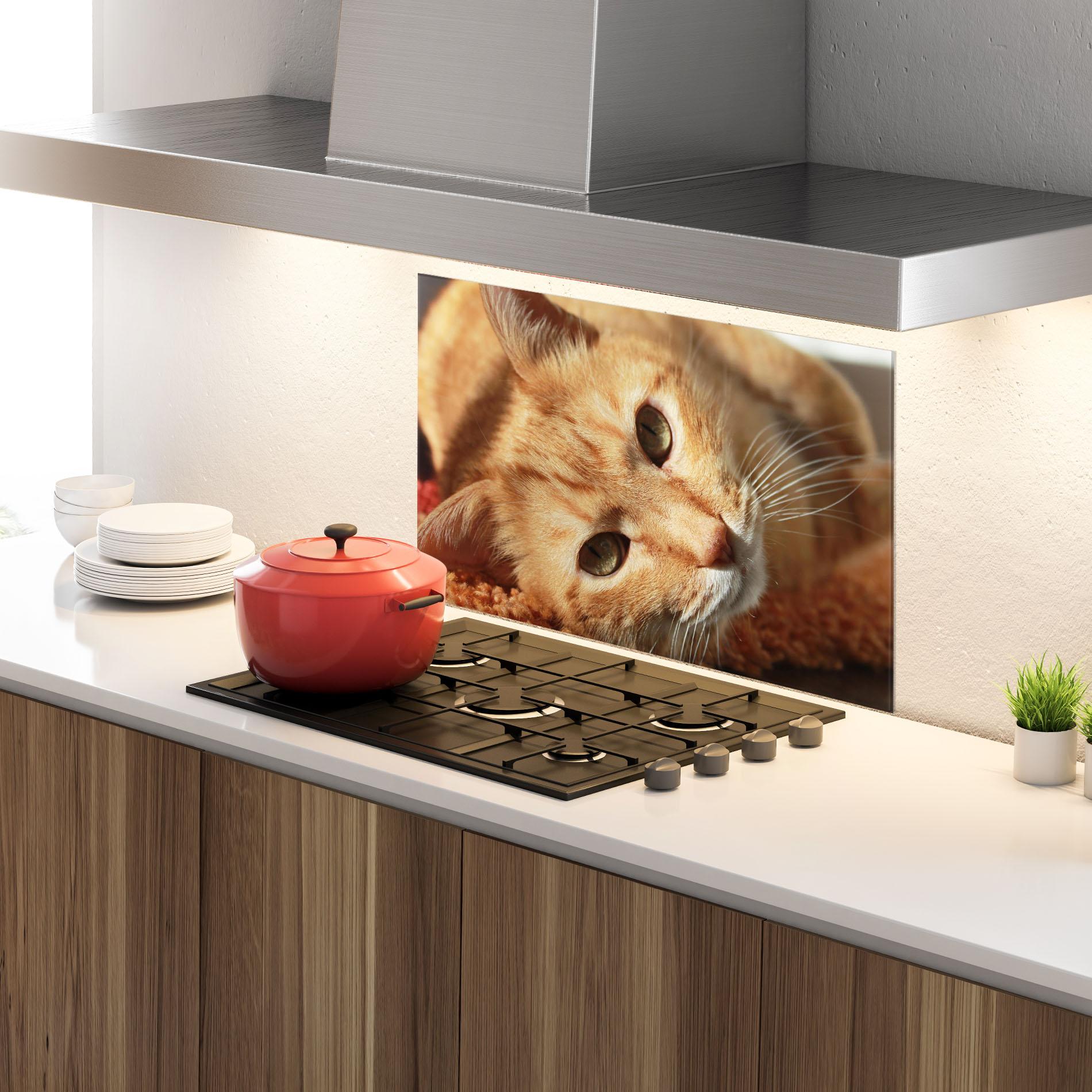 Küchenrückwand Glas Pretty Orange Cat mockup 4