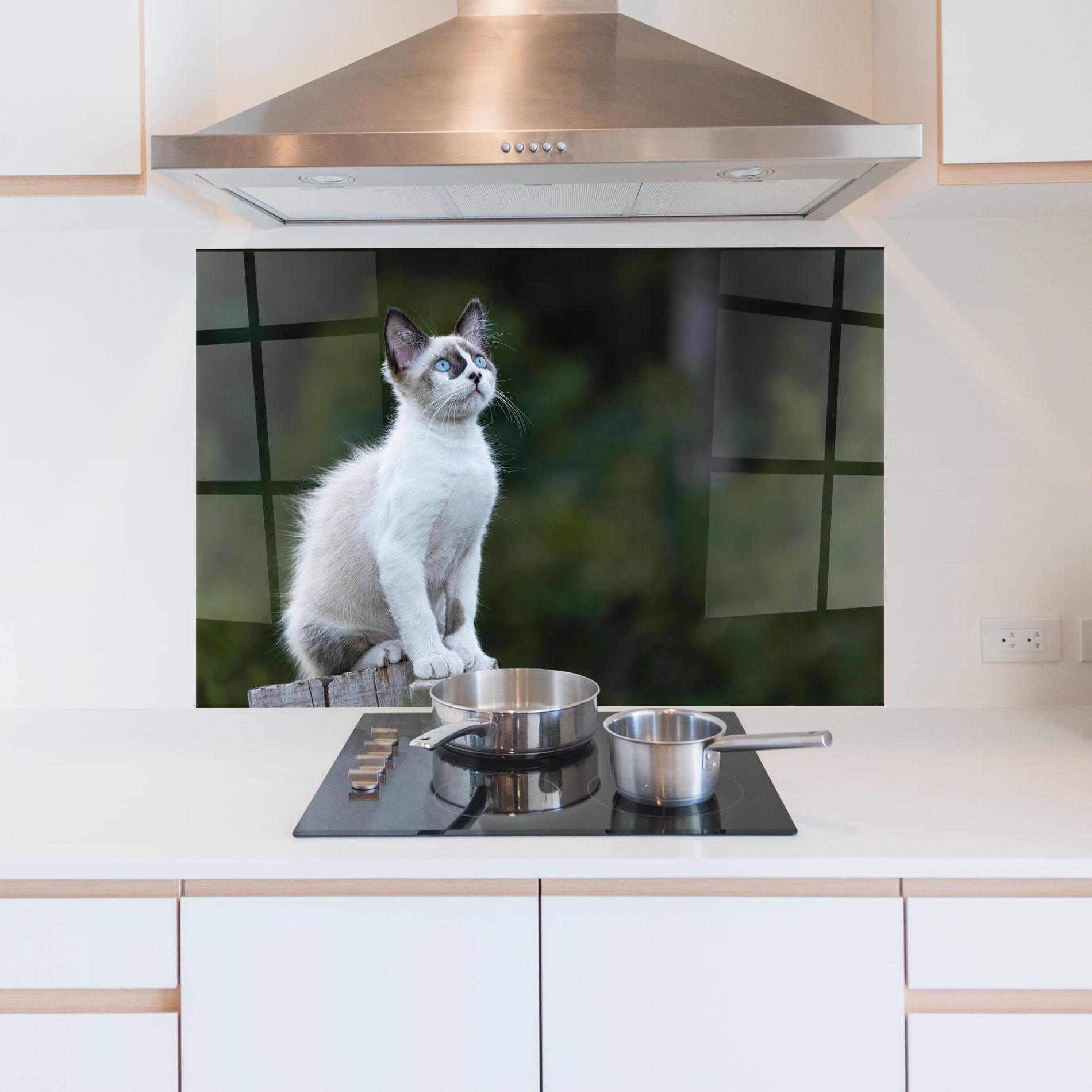 Küchenrückwand Glas Grey Cat In Nature mockup 5