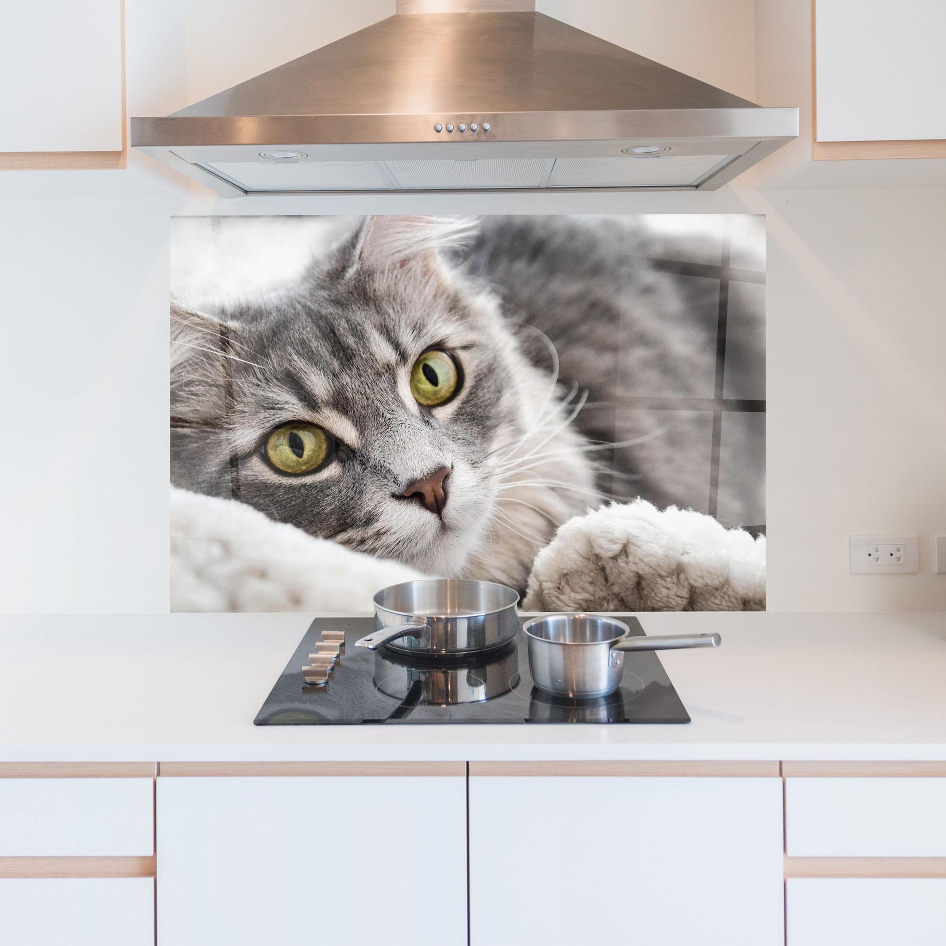 Küchenrückwand Glas Grey Fluffy Cat mockup 5