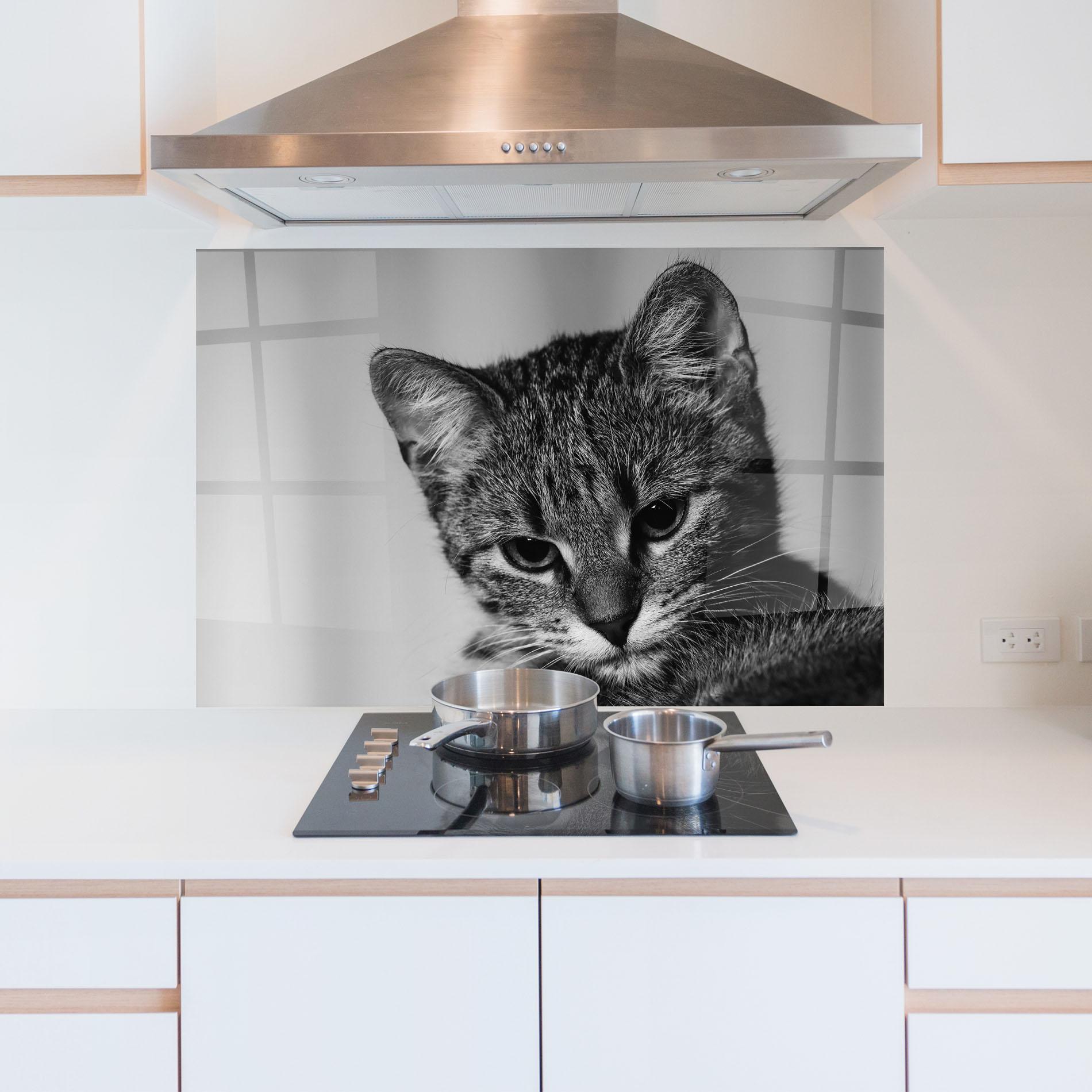 Küchenrückwand Glas Grey Focused Cat mockup 5