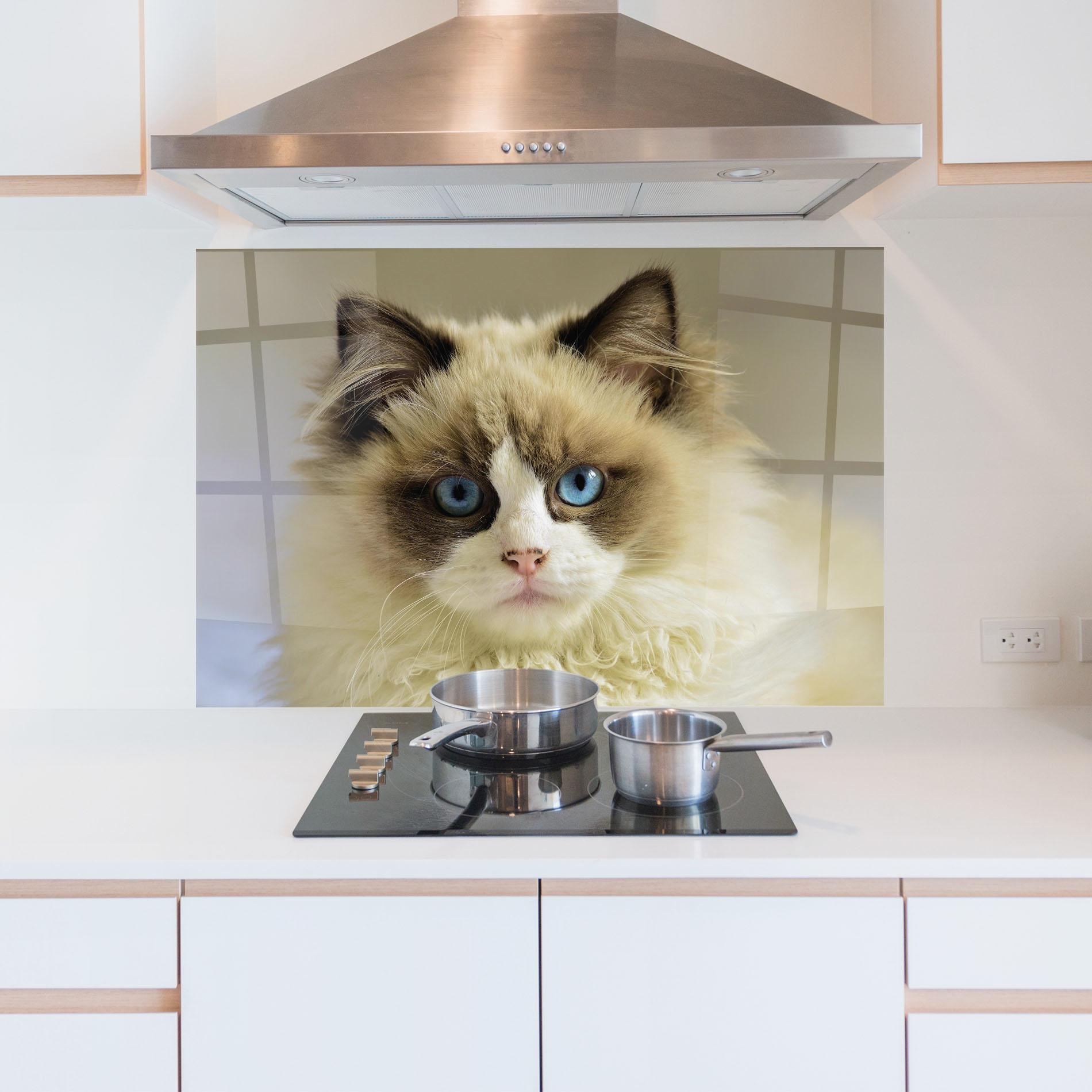 Küchenrückwand Glas Interesting Blue Eyes Cat mockup 5